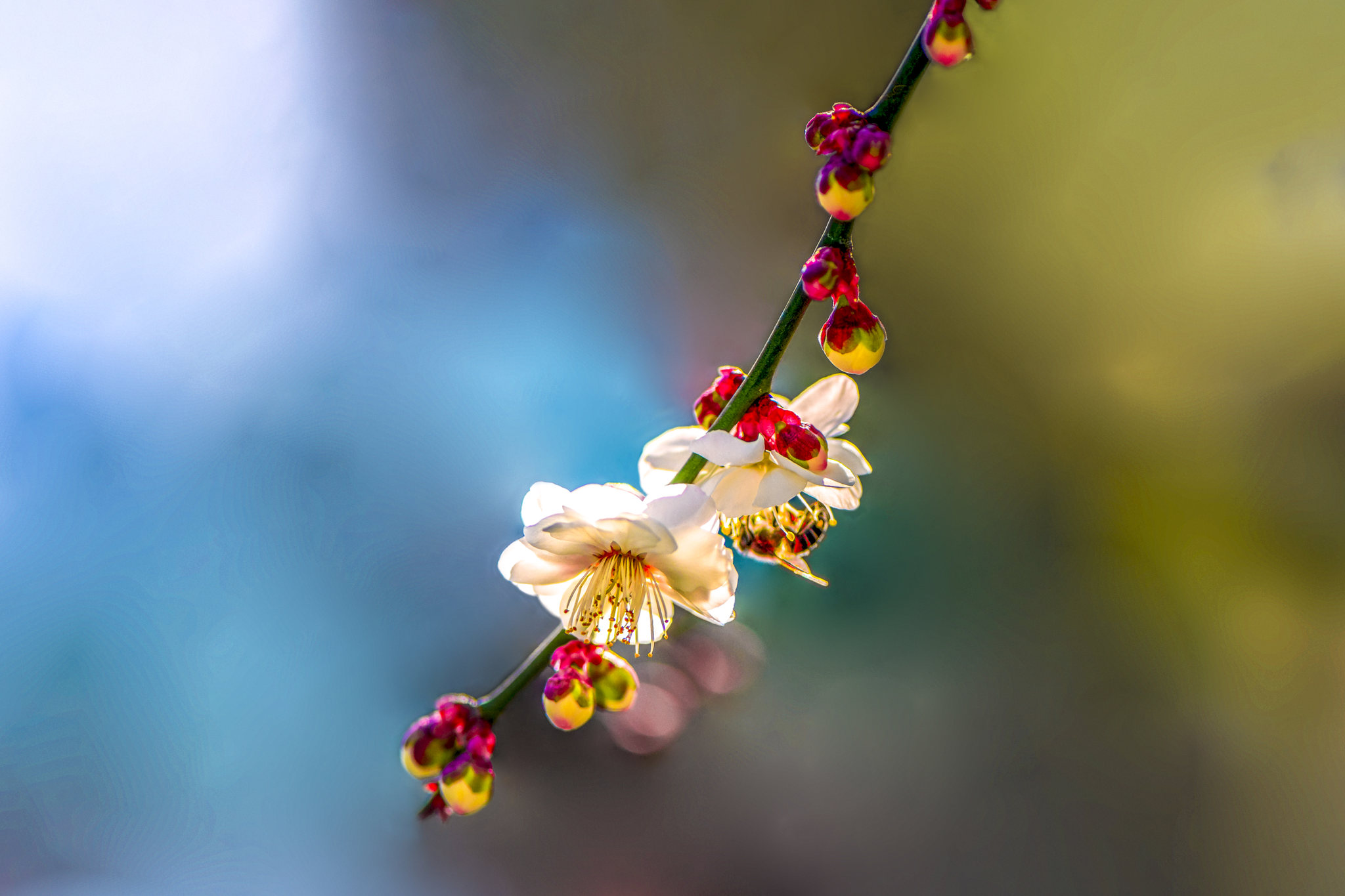 梅花 PLUM BLOSSOM(垂枝种群梅,品种名:吴服垂枝)摄影作品_植物摄影图片 - 500px摄影社区