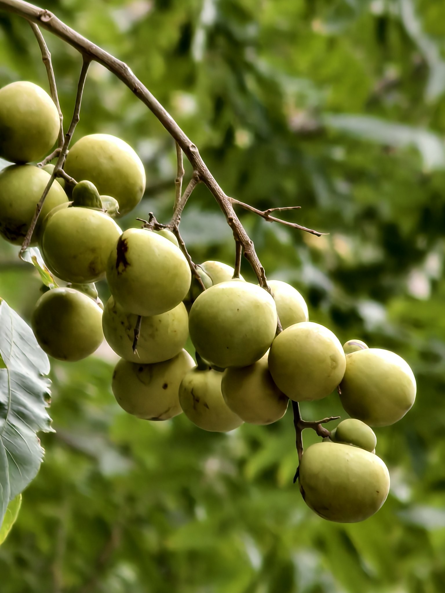 无患子树秋日的果子特写镜头