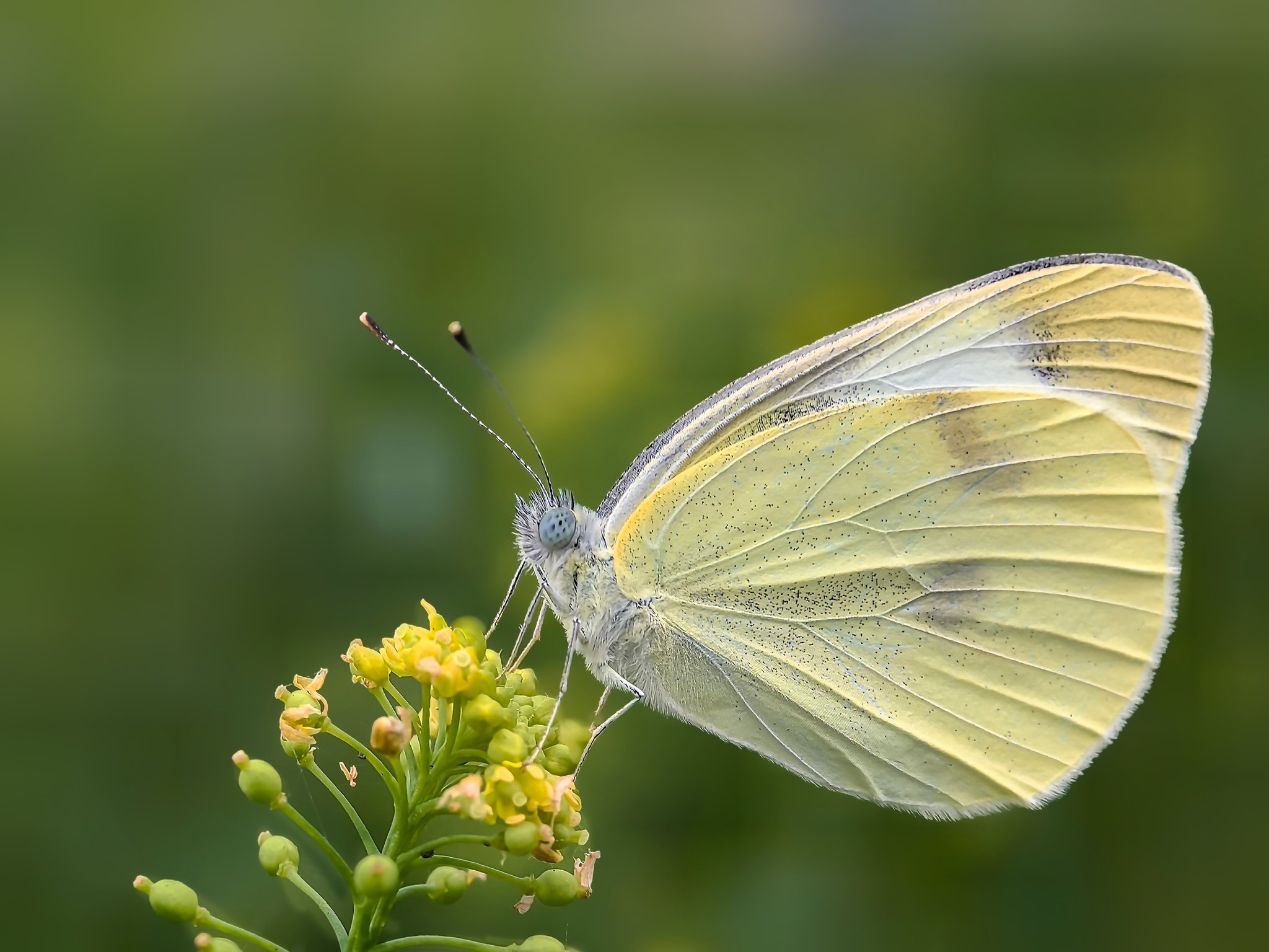 蝴蝶在花上授粉的特写镜头