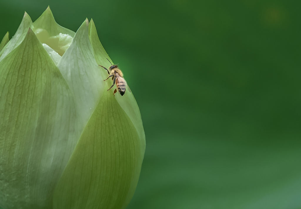 荷花季拍荷花摄影照片