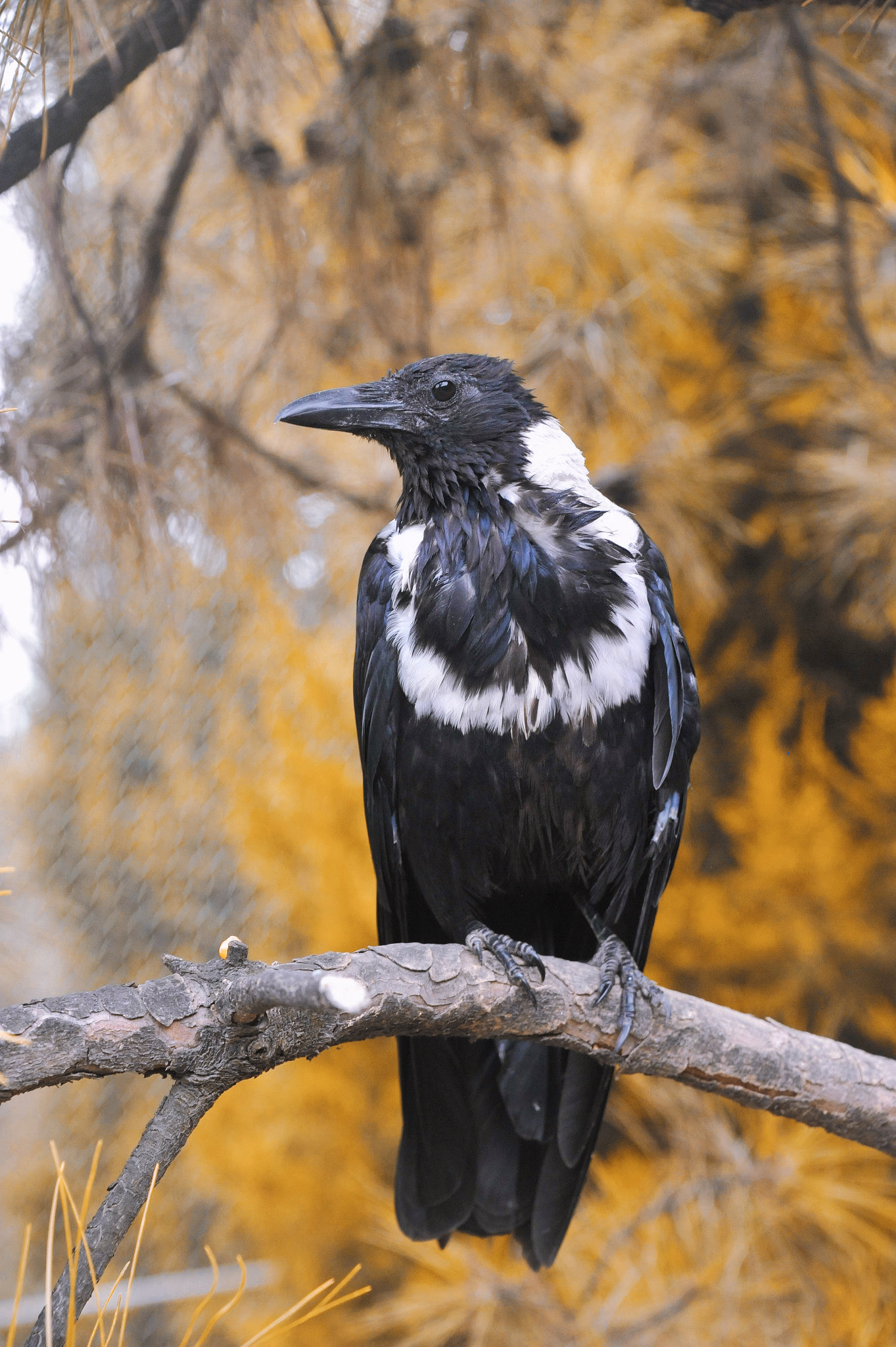 白颈乌鸦寿命图片