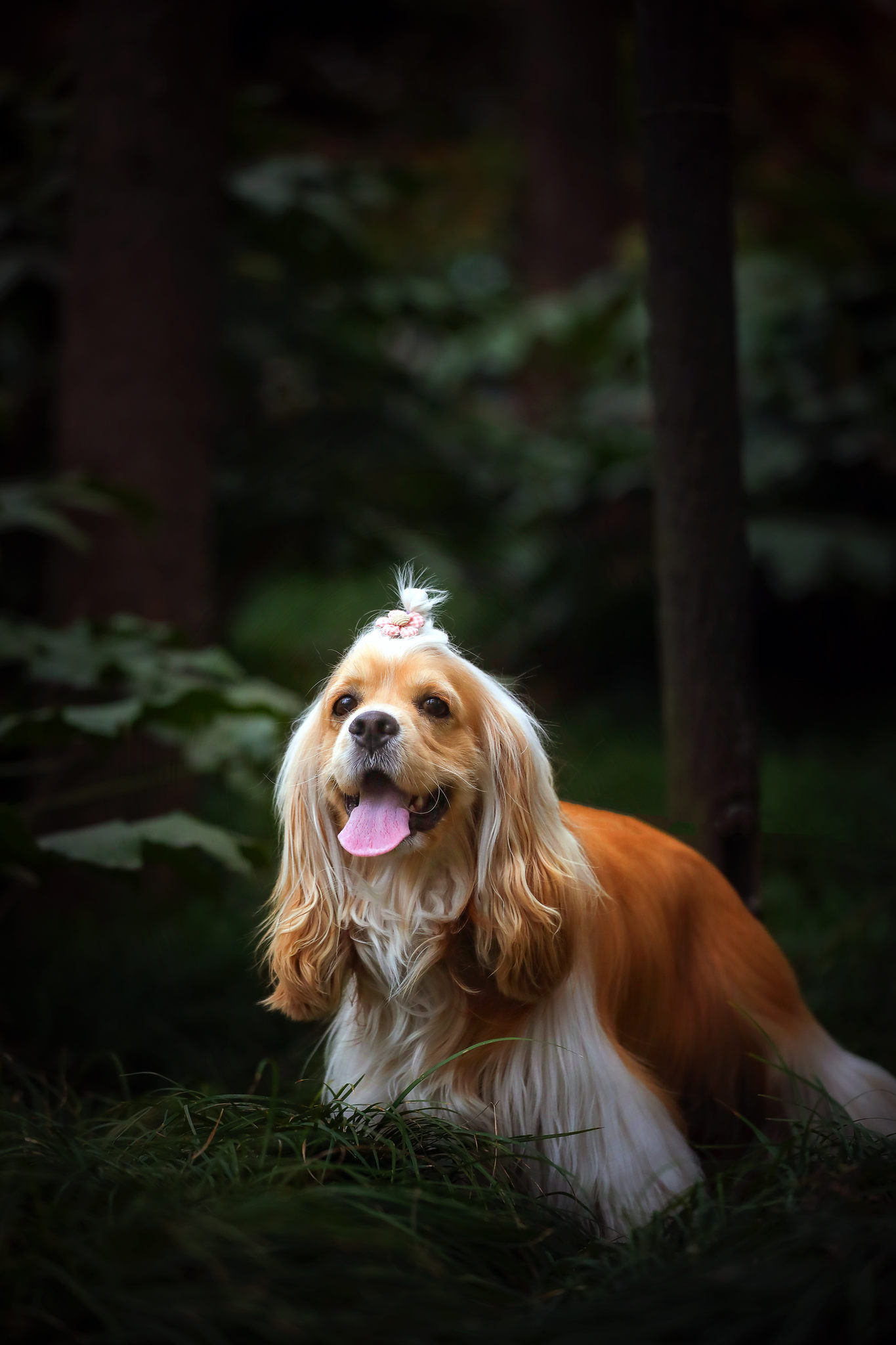 漂亮的美国可卡犬,在丛林里开心快乐