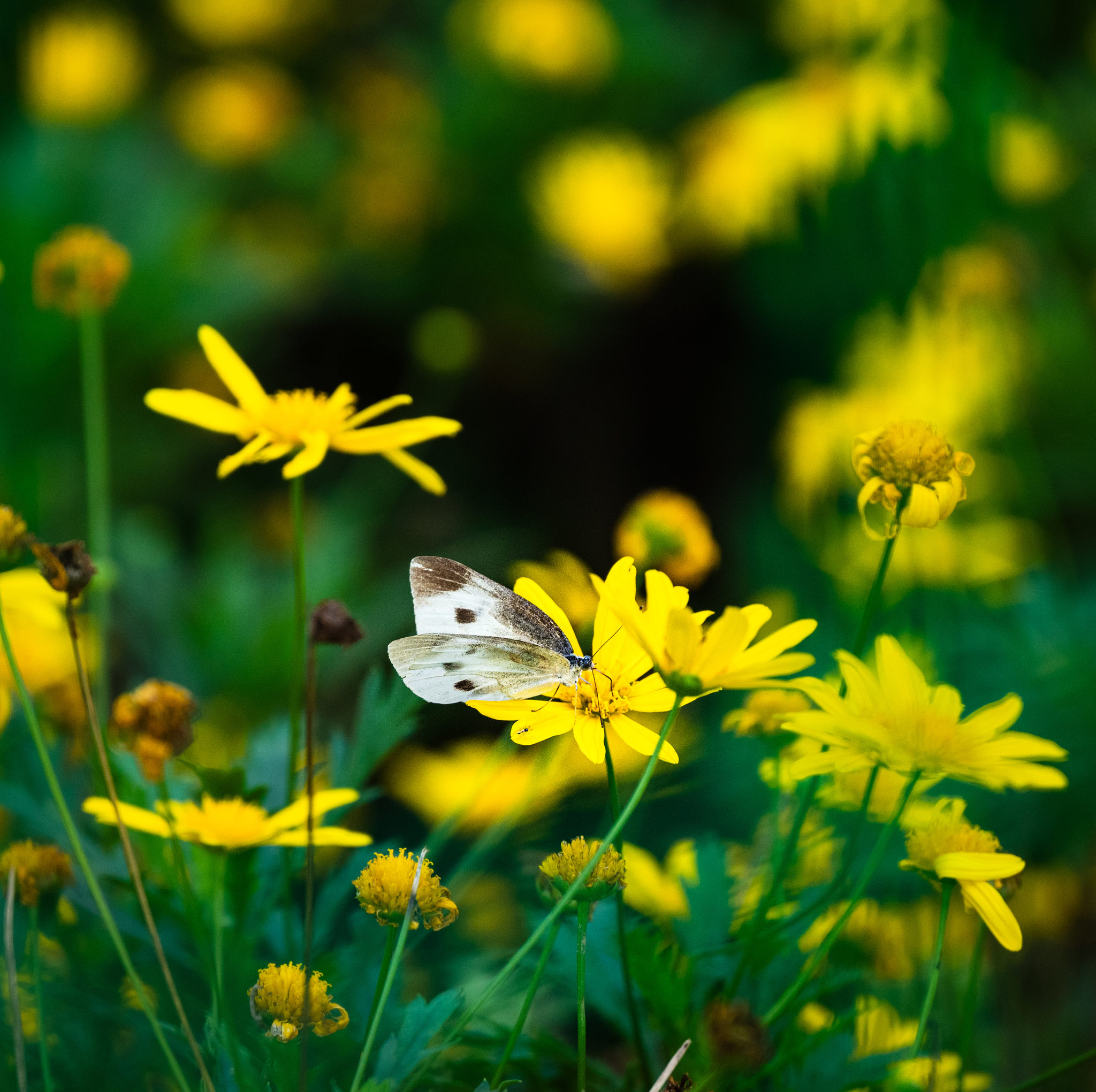 蝴蝶在黄花上授粉的特写镜头