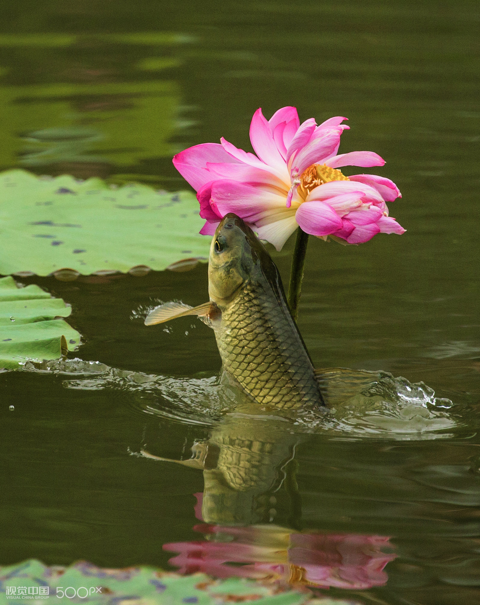 夏日奇观——鱼吃荷花