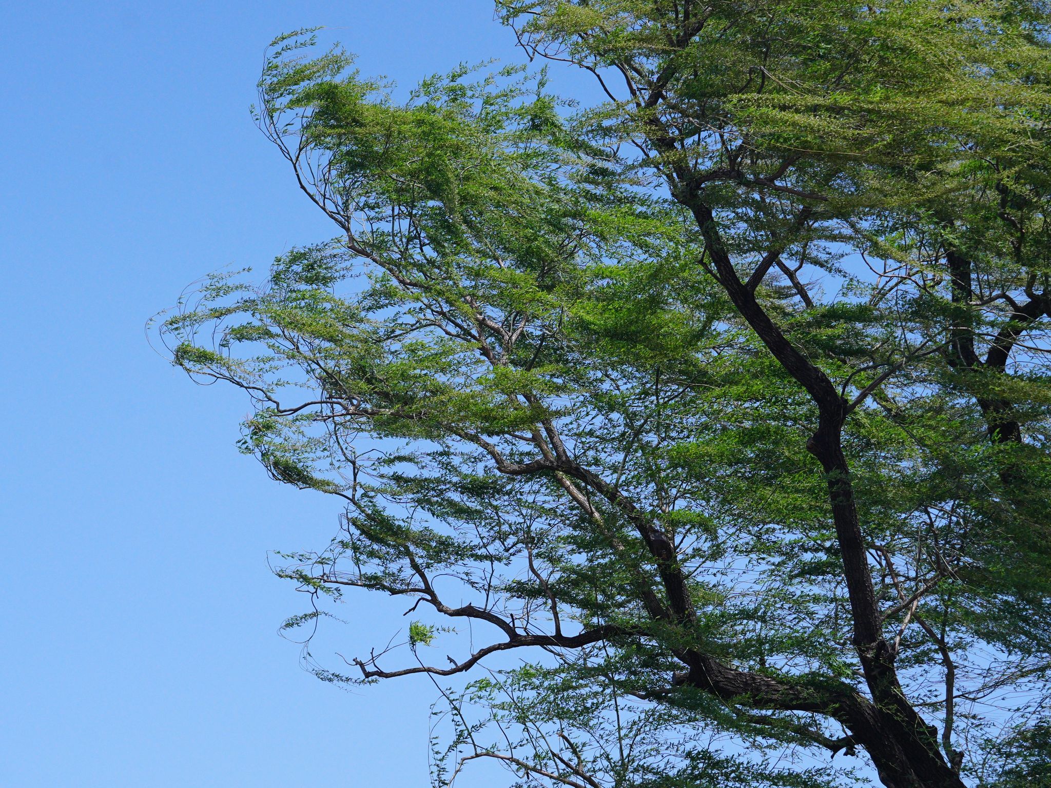 北京春季大风天随风飘起的柳树枝条