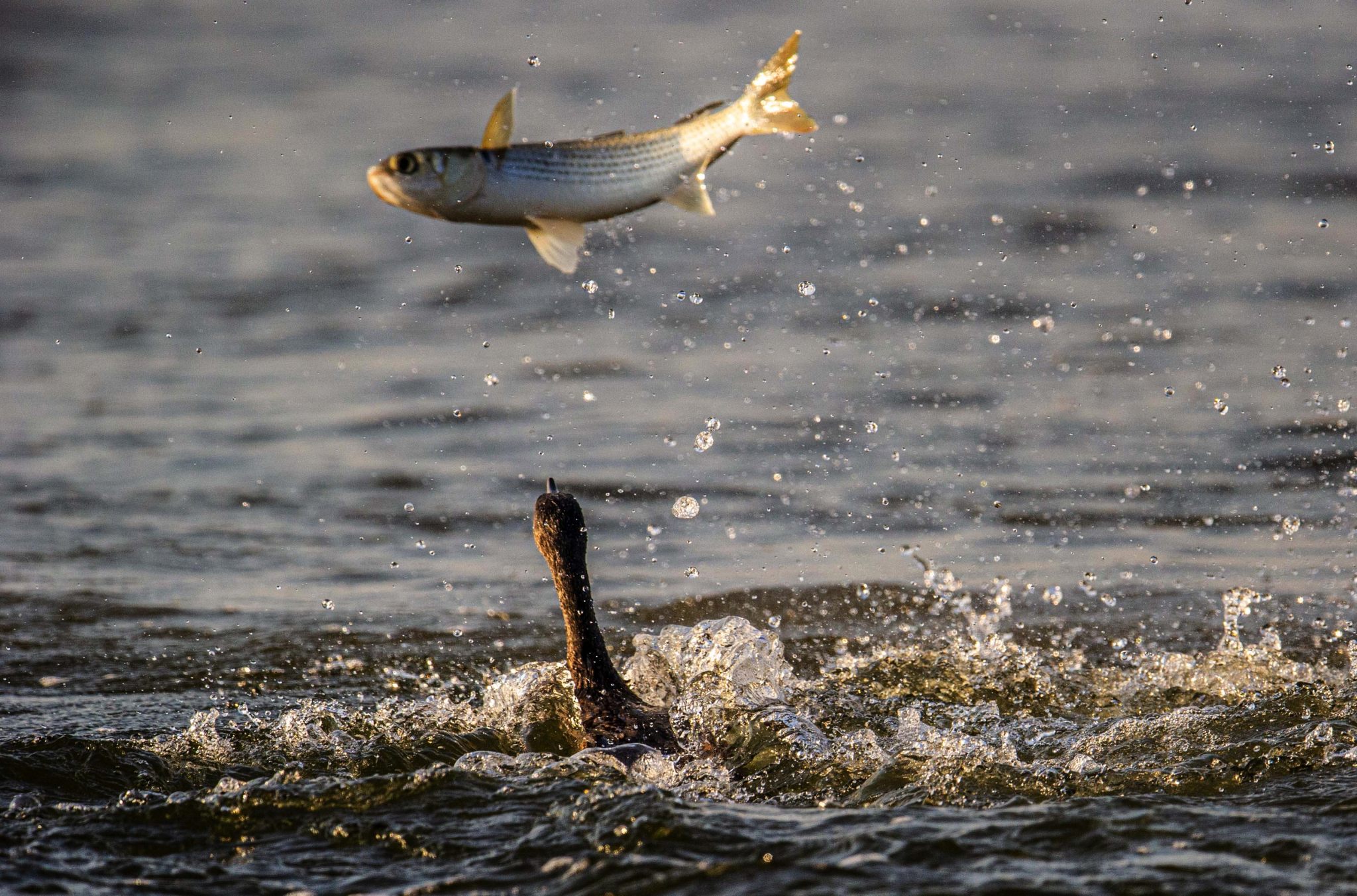 跳起水面的鱼都是被鸬鹚铁钩一样嘴咬伤,疼痛地跃出水面,一般来说很难