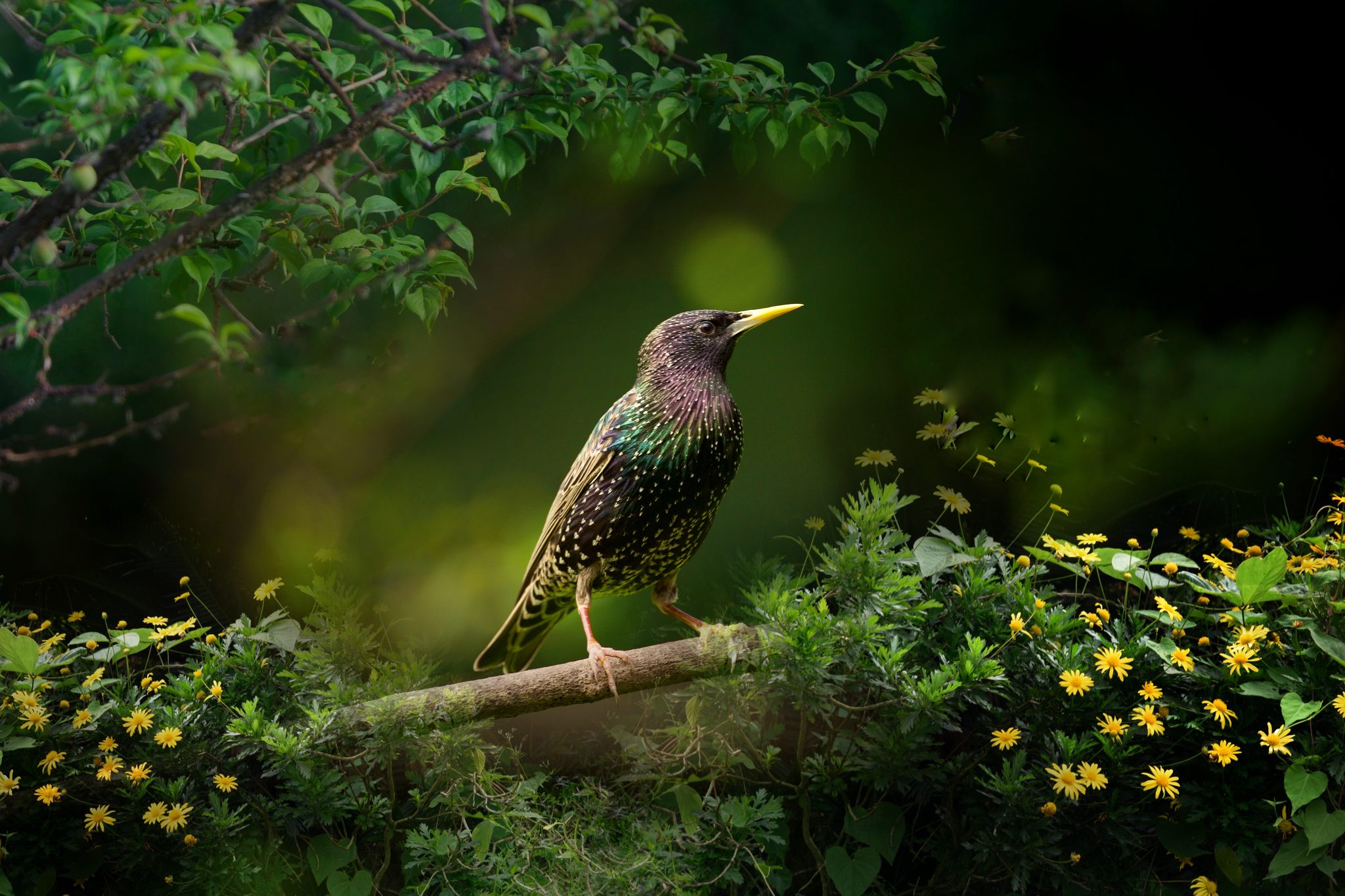 欧洲八哥(紫翅椋鸟)
