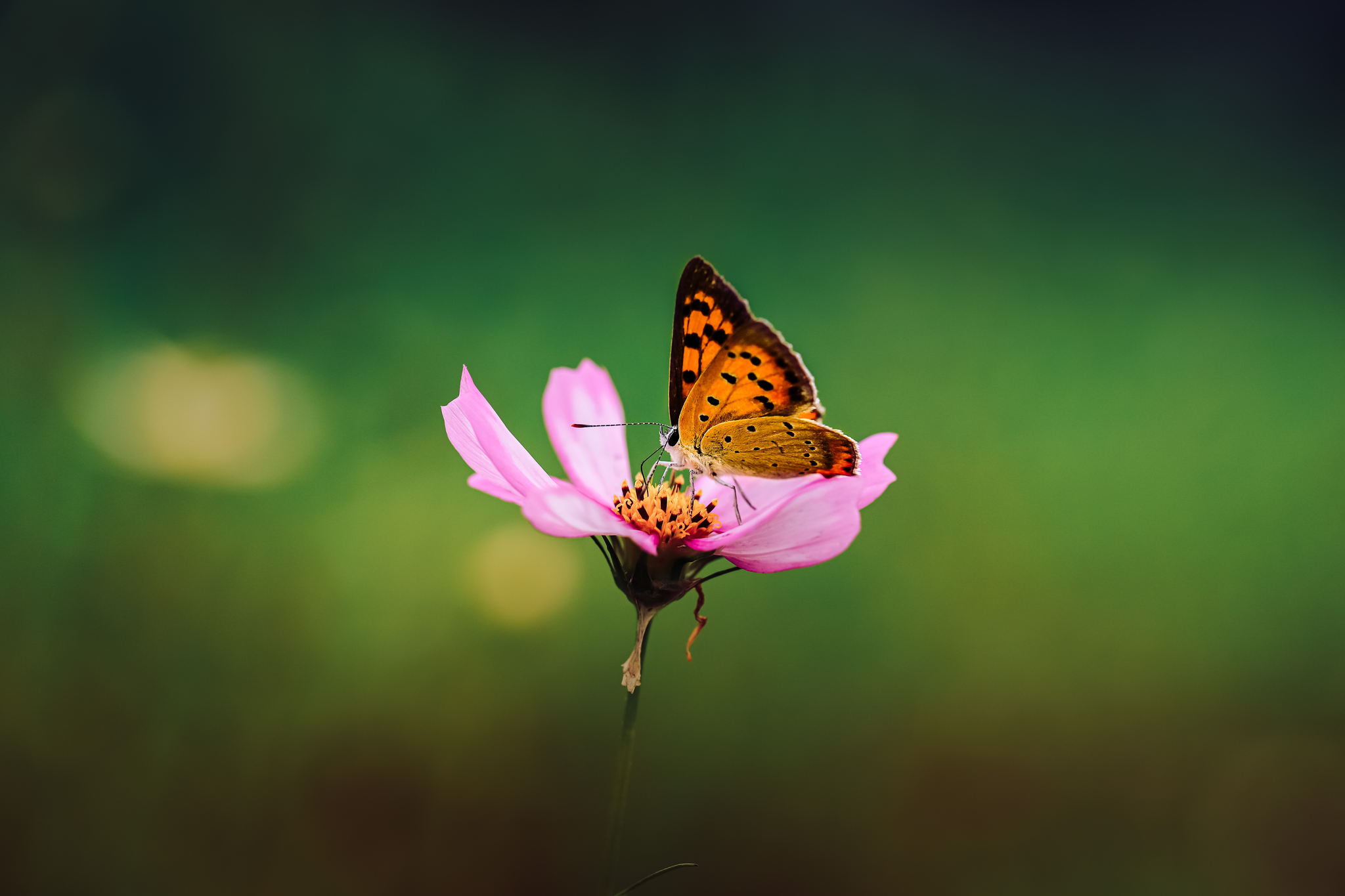 butterfly 红灰蝶iii