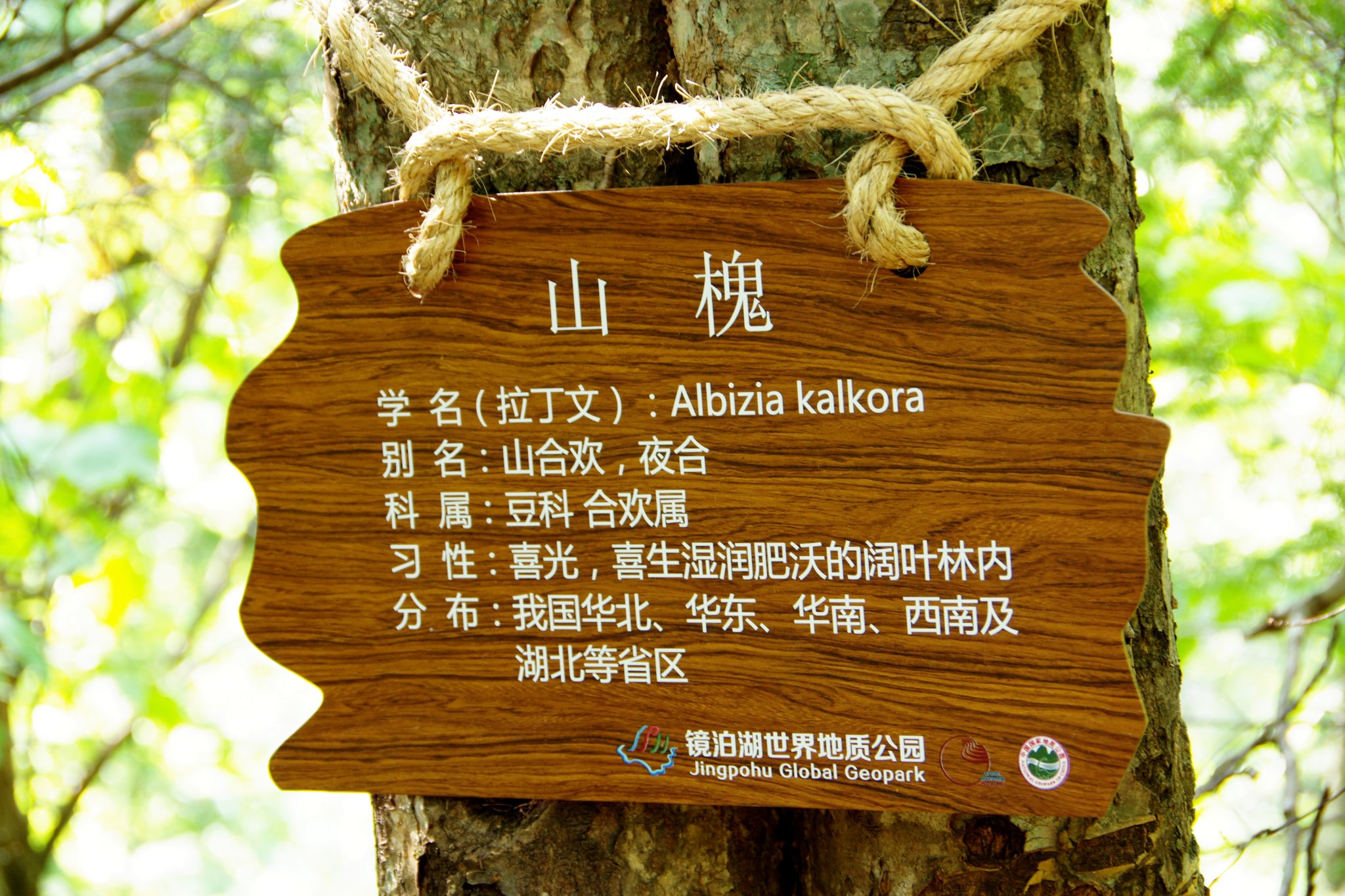 牡丹江火山口地下森林