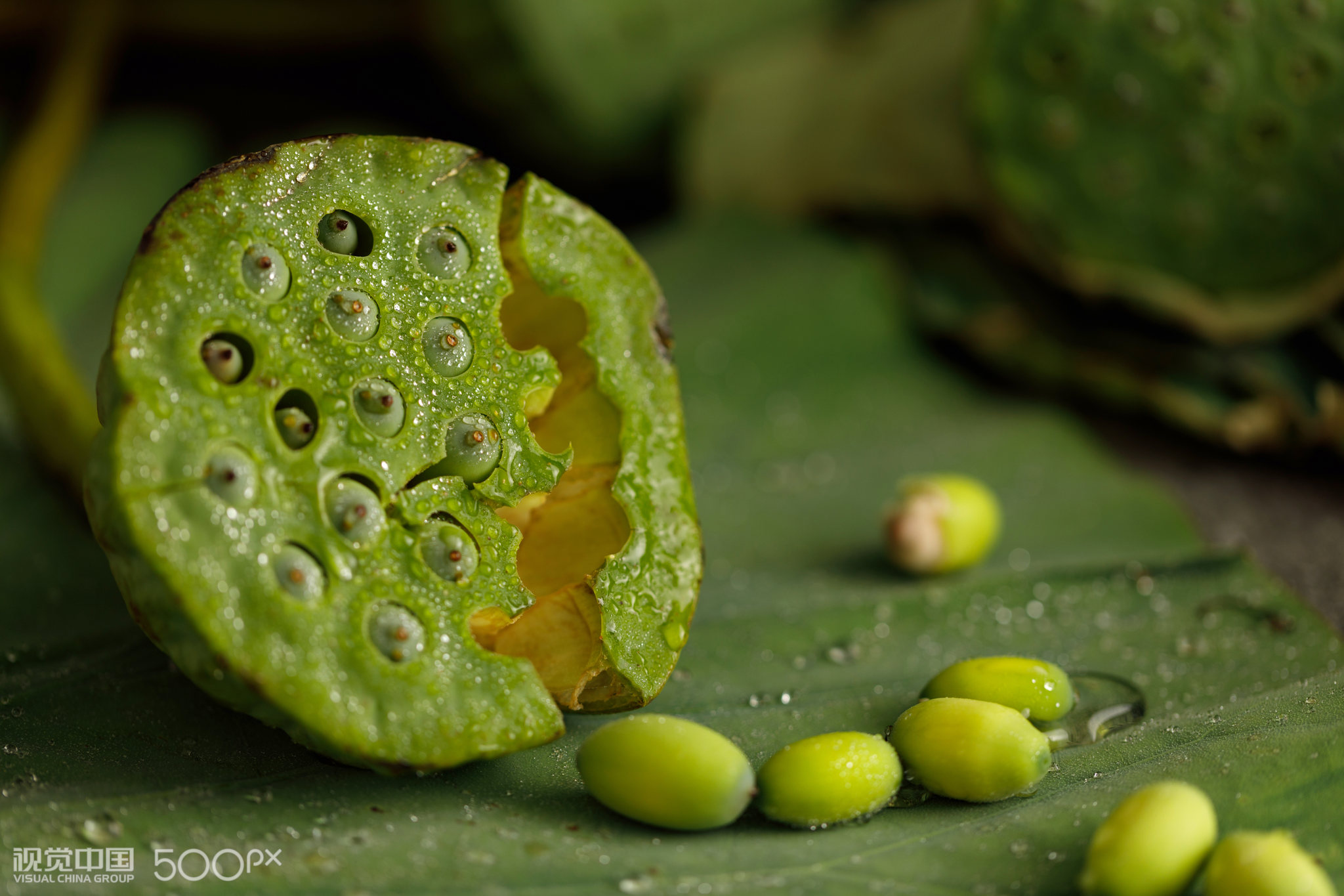 新鲜的绿色莲子和莲蓬
