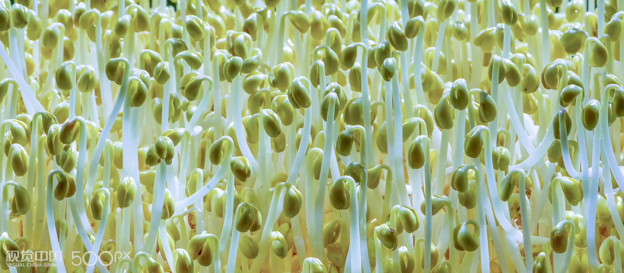 一身青白豆芽菜6882