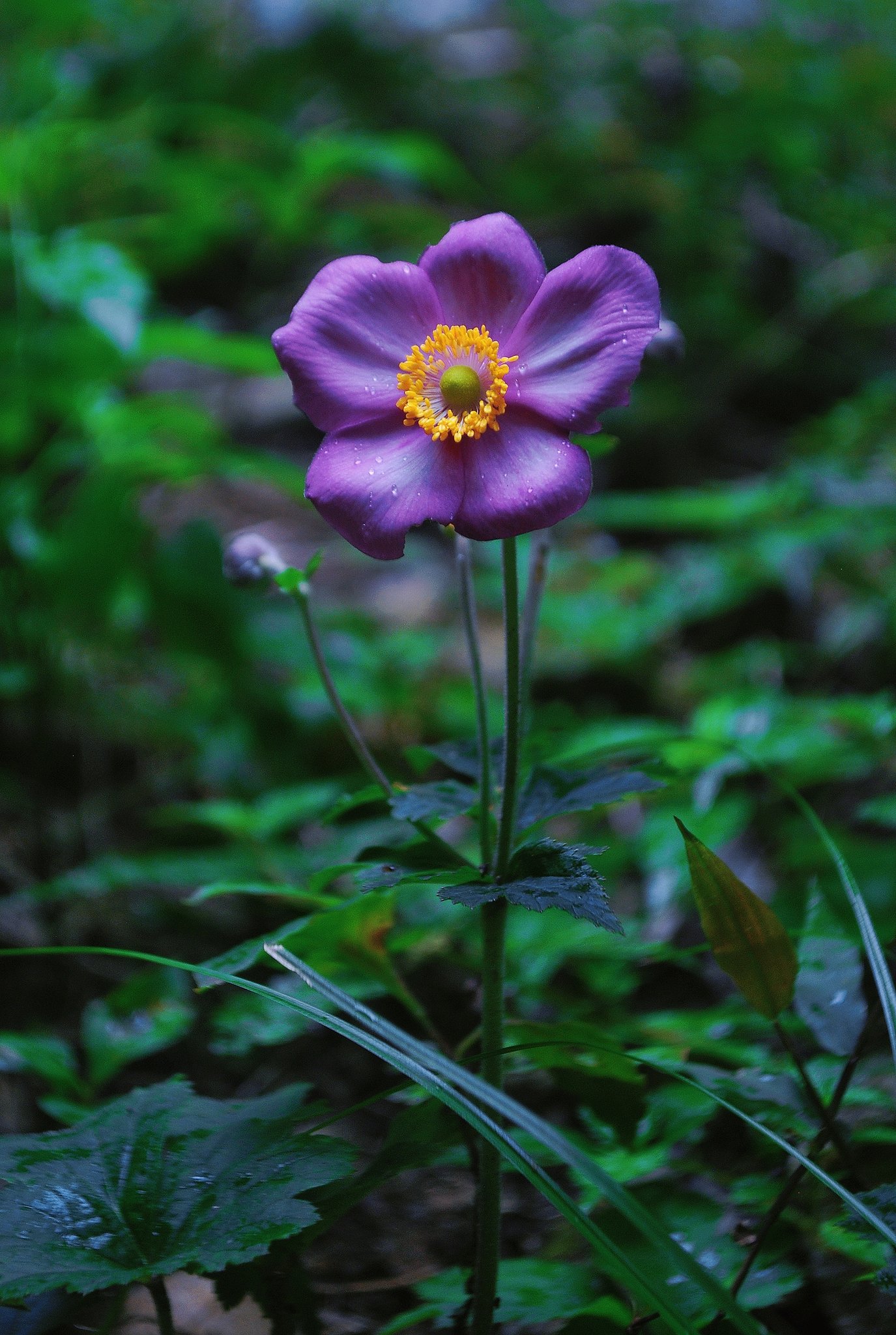 打破碗花花