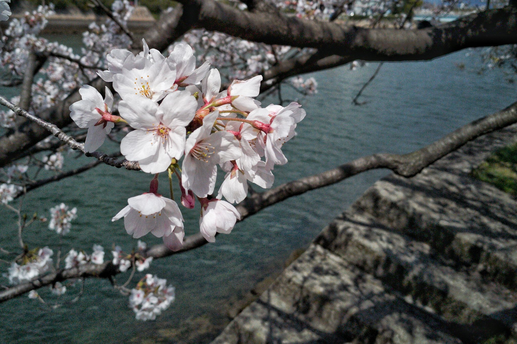 听风/樱花,广岛