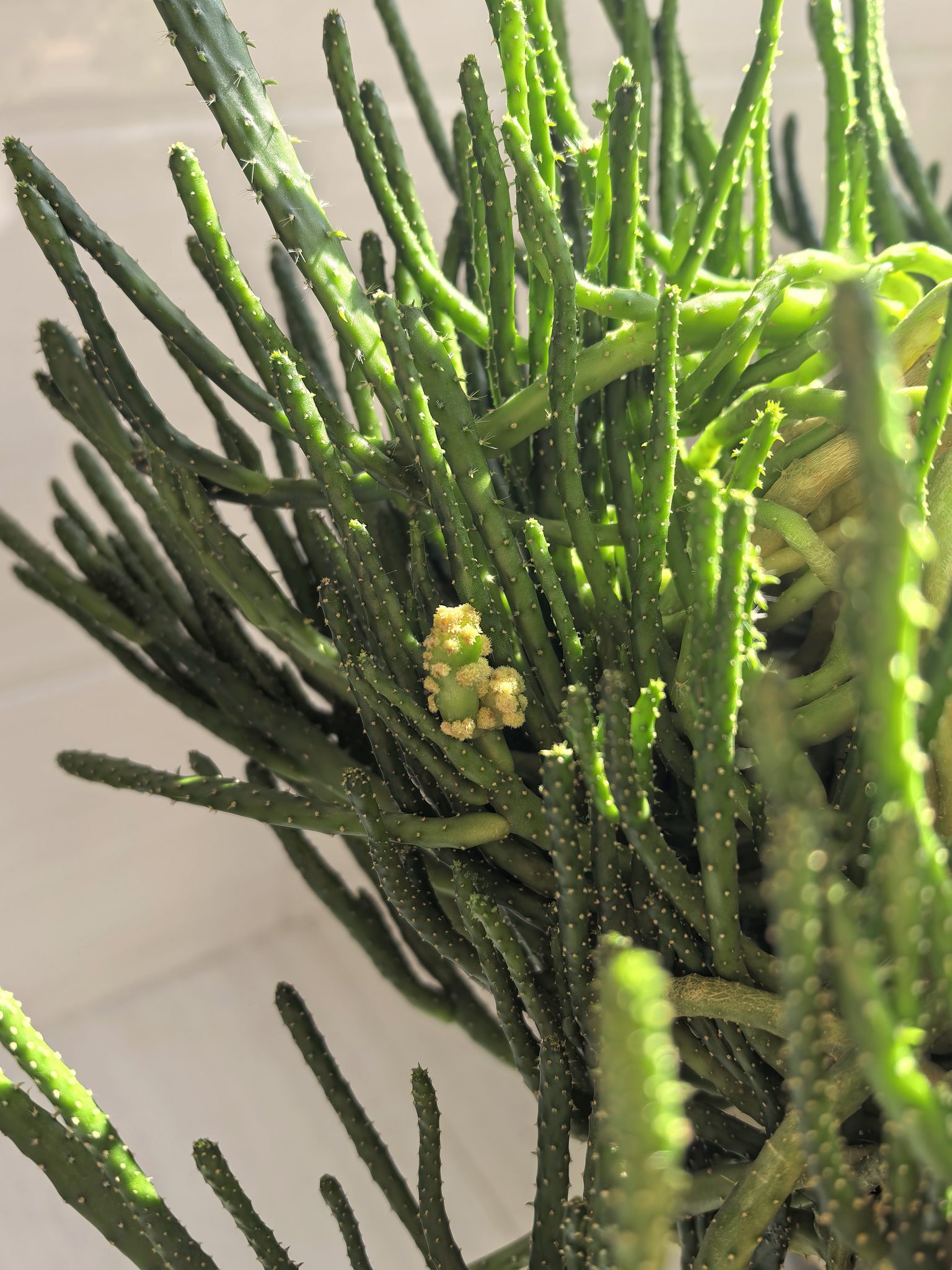 除夕开花的姬珊瑚