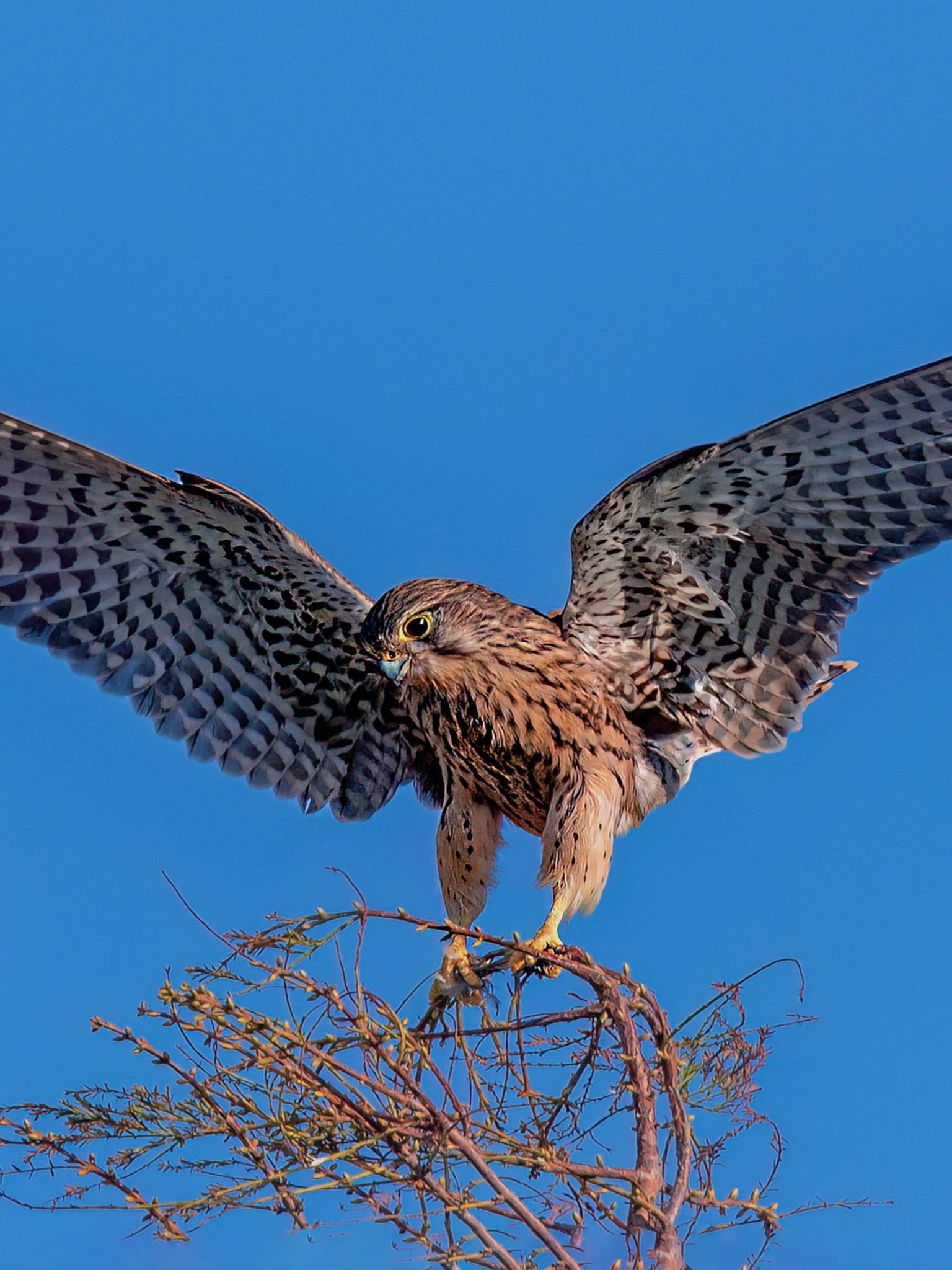鹰在蓝天下低空飞行的低视角