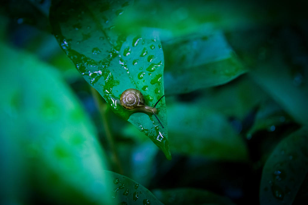 雨后蜗牛摄影照片