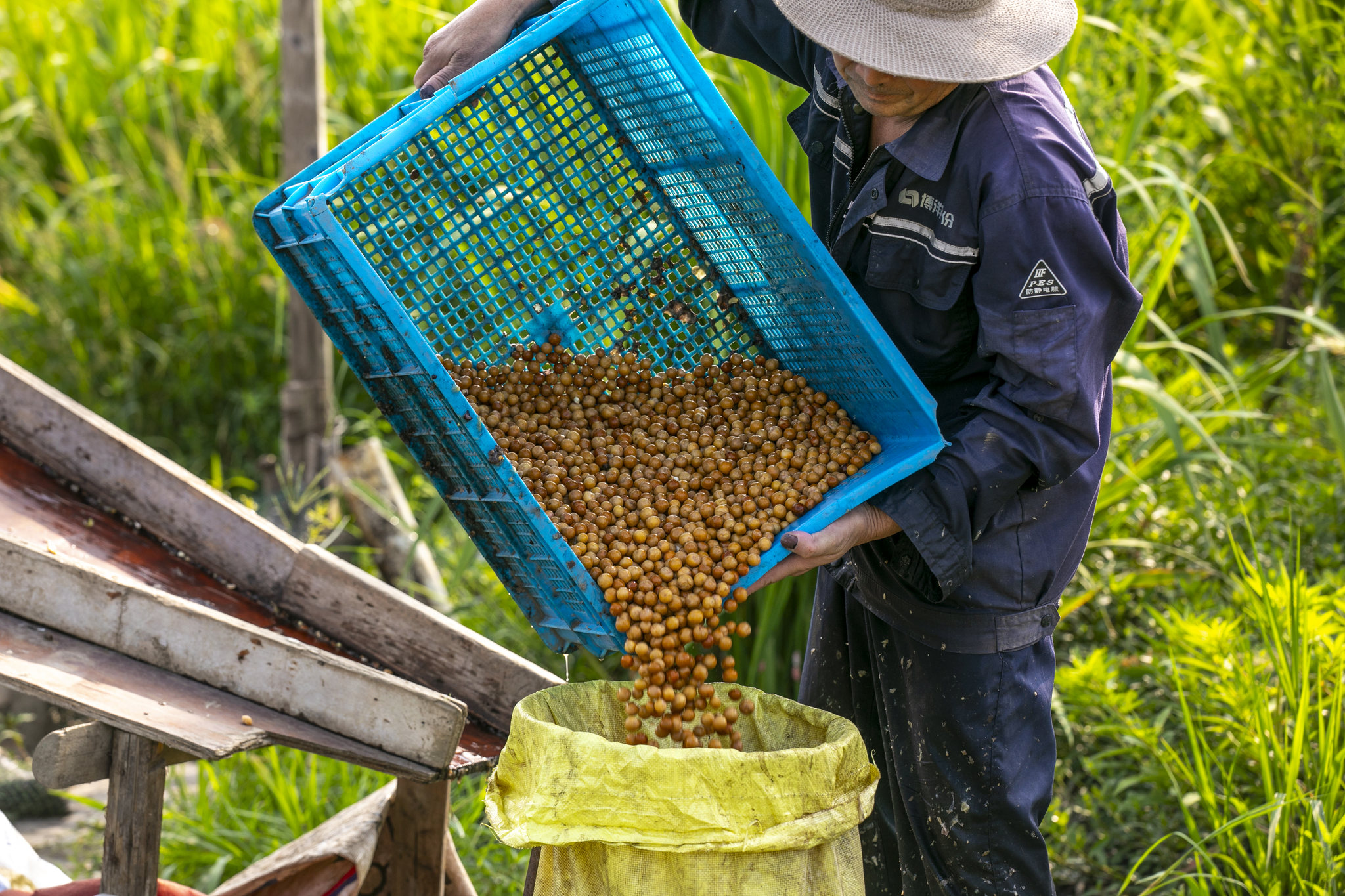苏相合作区鸡头米(芡实)迎来采摘期,抢鲜上市