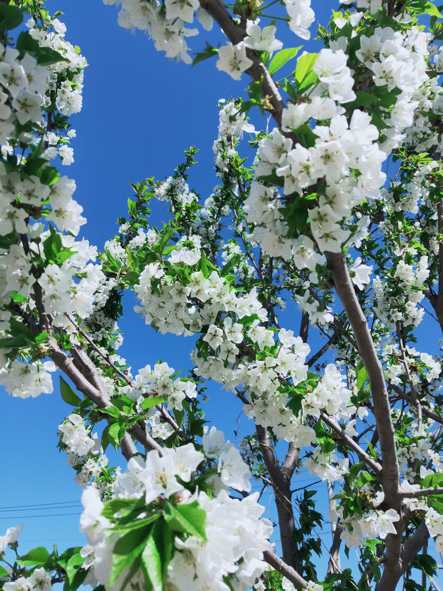 苹果树花夏天图片