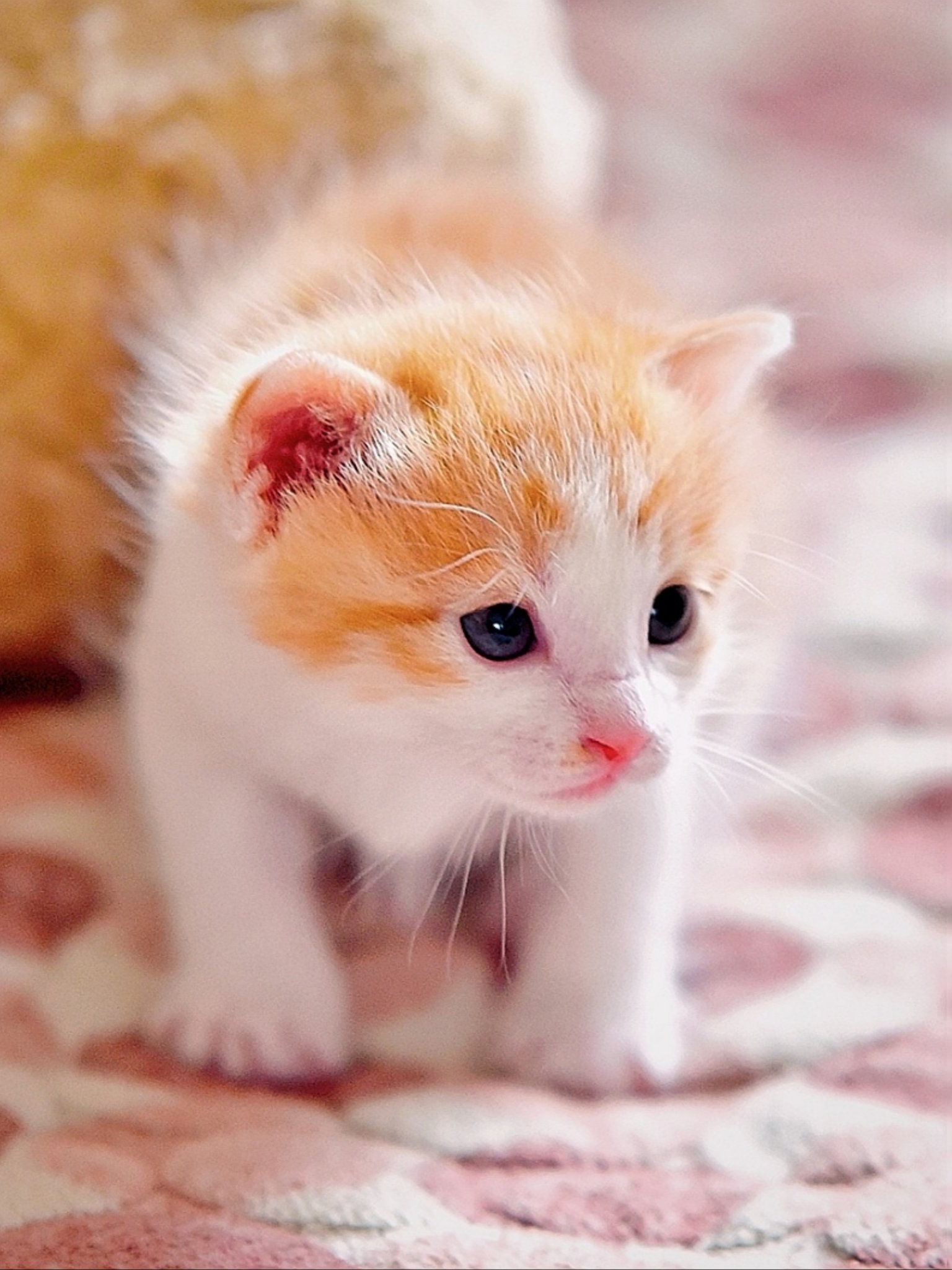 可爱的猫咪幼崽