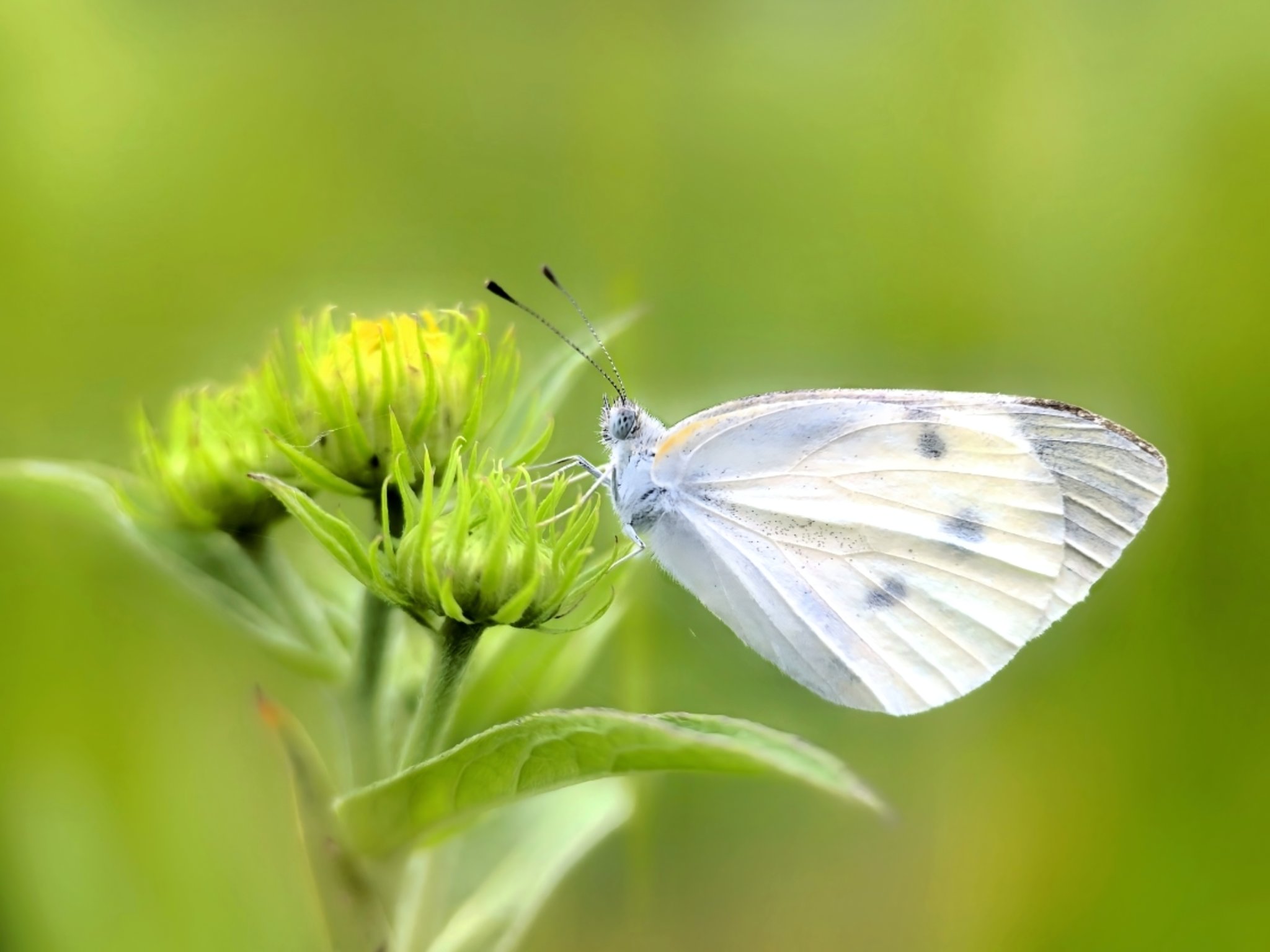 蝴蝶在花上授粉的特写镜头