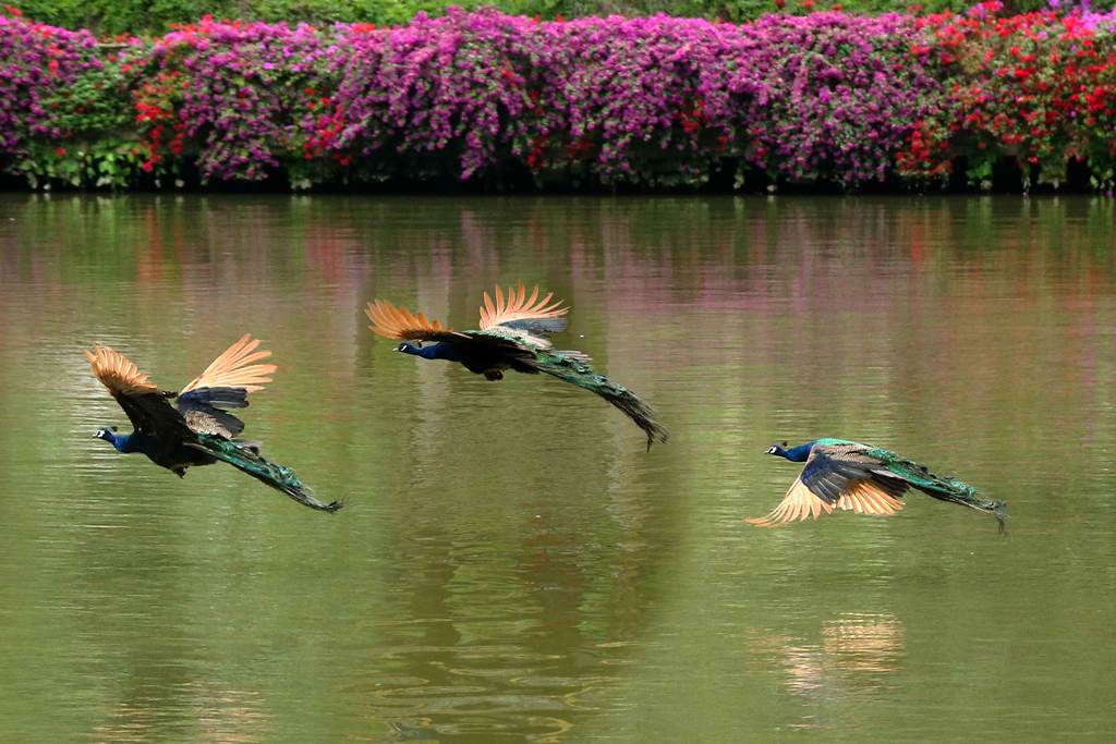 libo郭城安赵冲光影杨颖奇古树清风299摄影师影展视觉中国签约摄影师