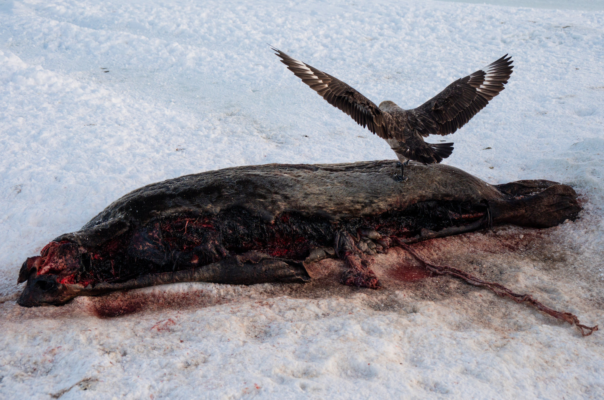 残酷的动物世界海冰上一只死亡的成年海豹