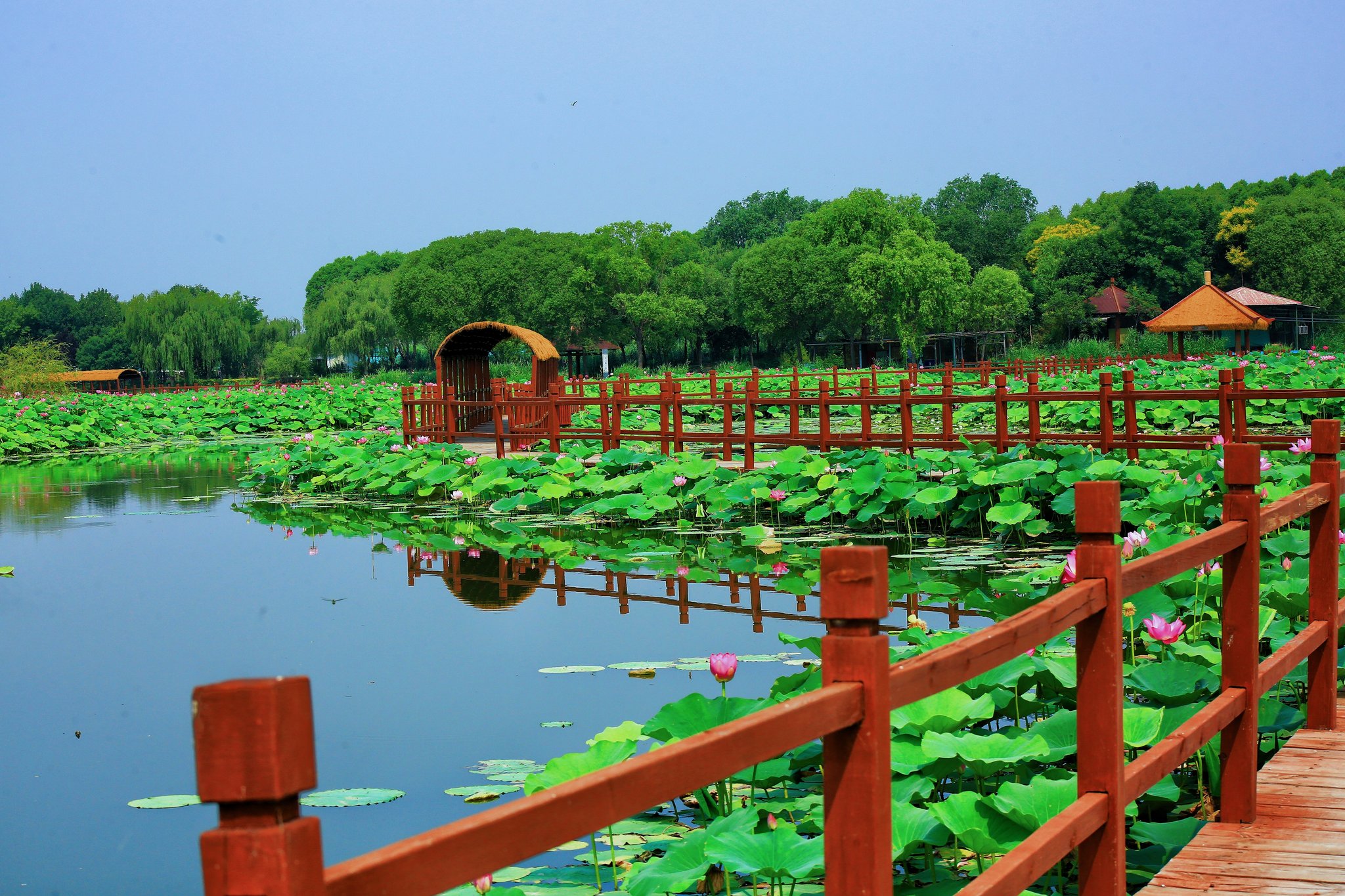华北明珠白洋淀荷花大观园