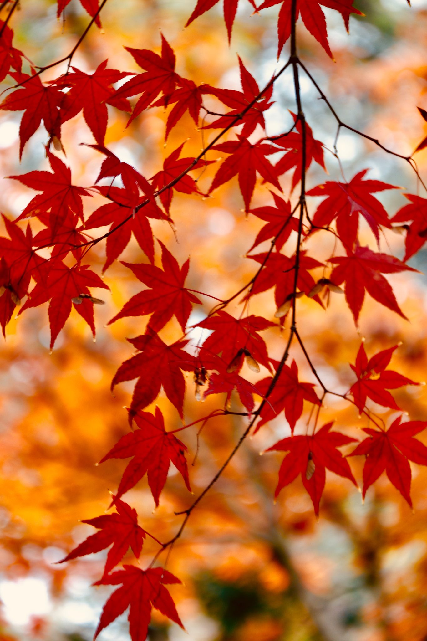 red maple leaf at the beginning of winte