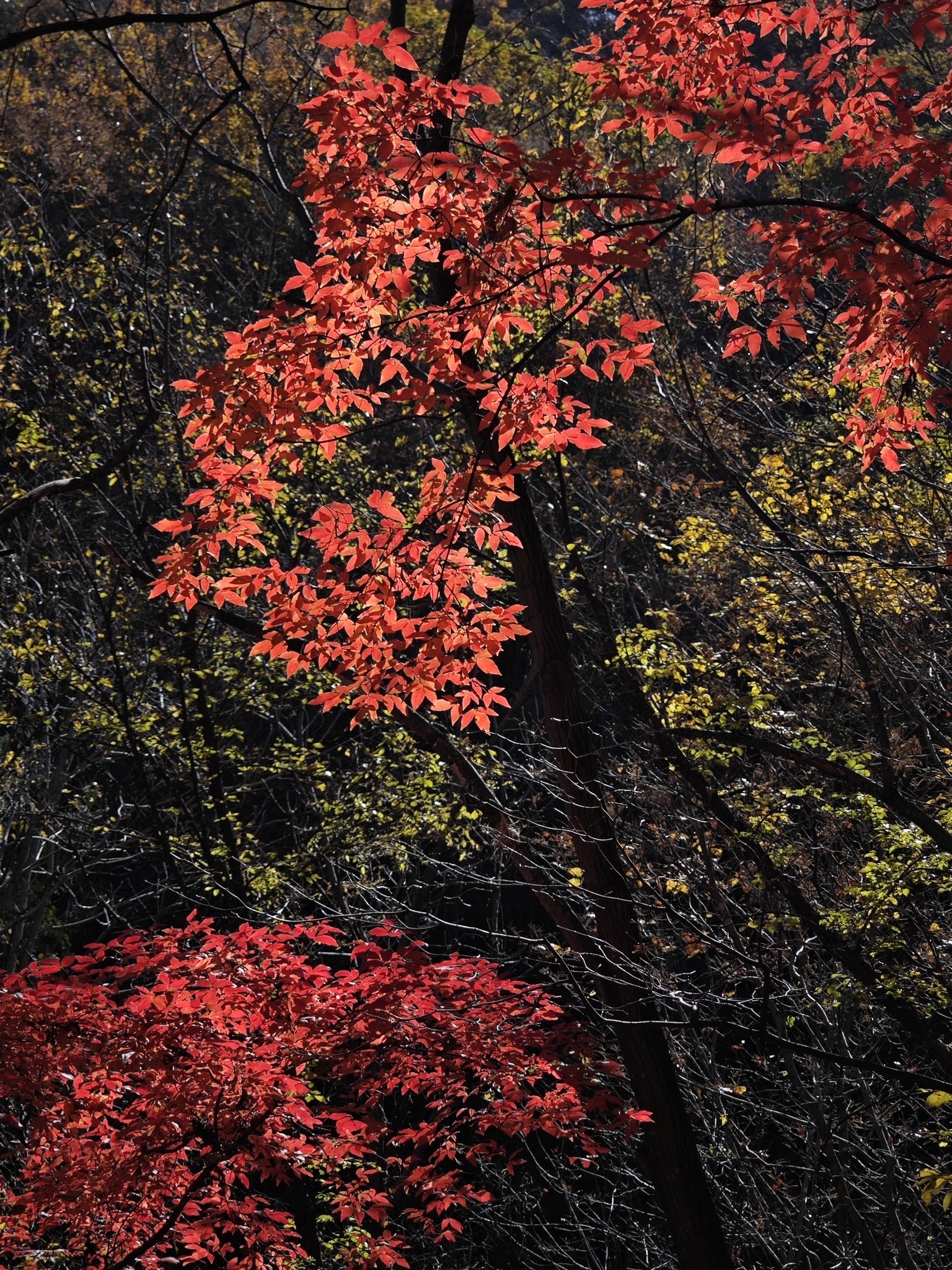 辽宁本溪大冰沟景区枫叶如丹秋色斑斓层林尽染