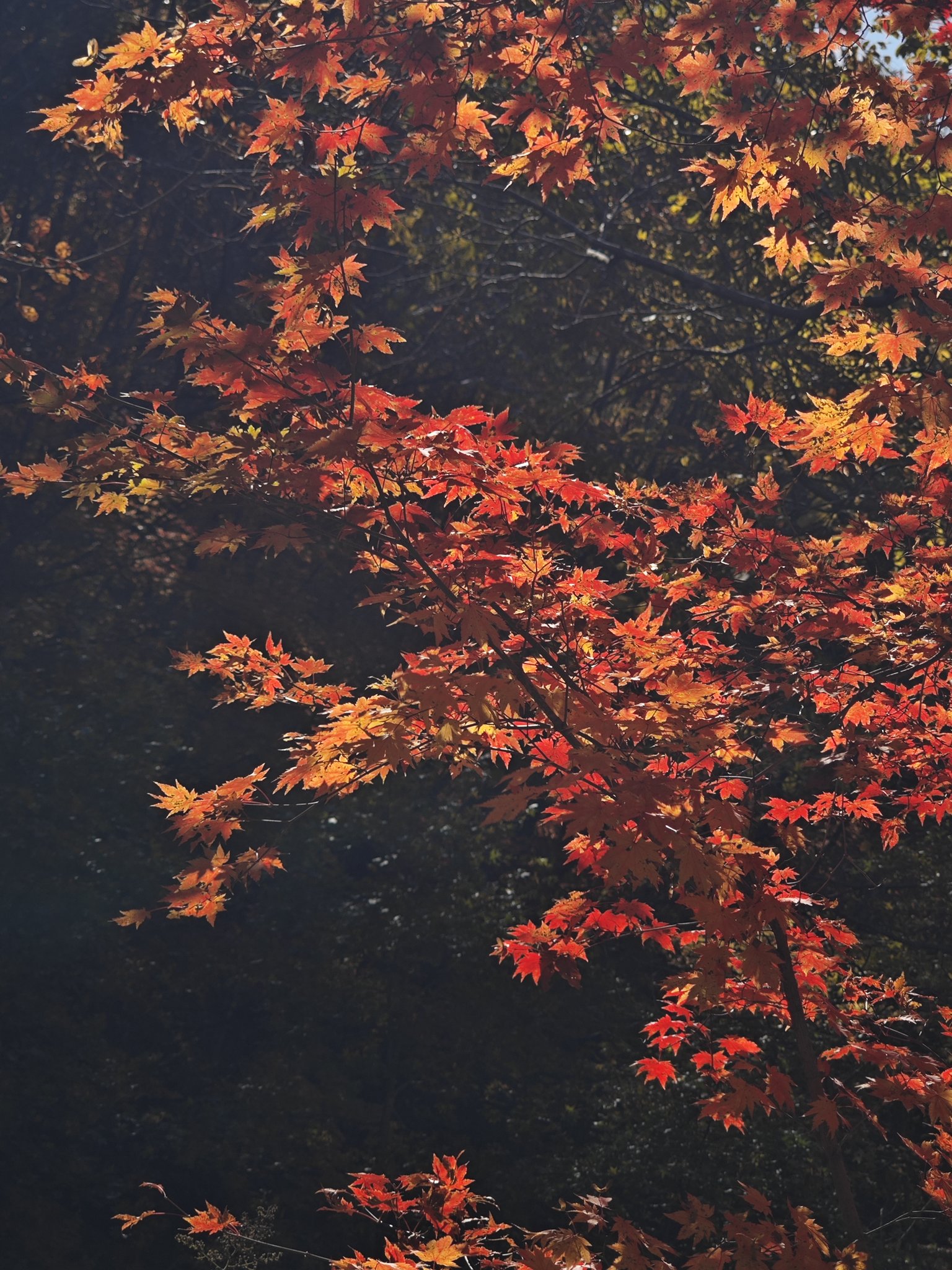 辽宁本溪大冰沟景区枫叶如丹秋色斑斓层林尽染