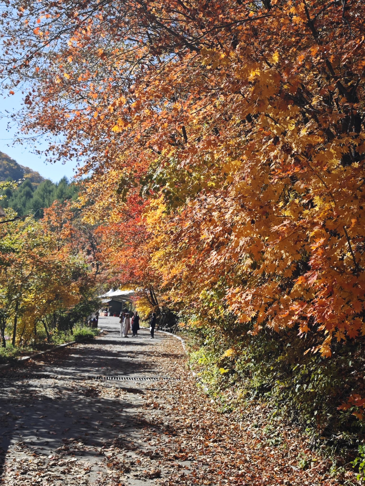 辽宁本溪大冰沟景区枫叶如丹秋色斑斓层林尽染
