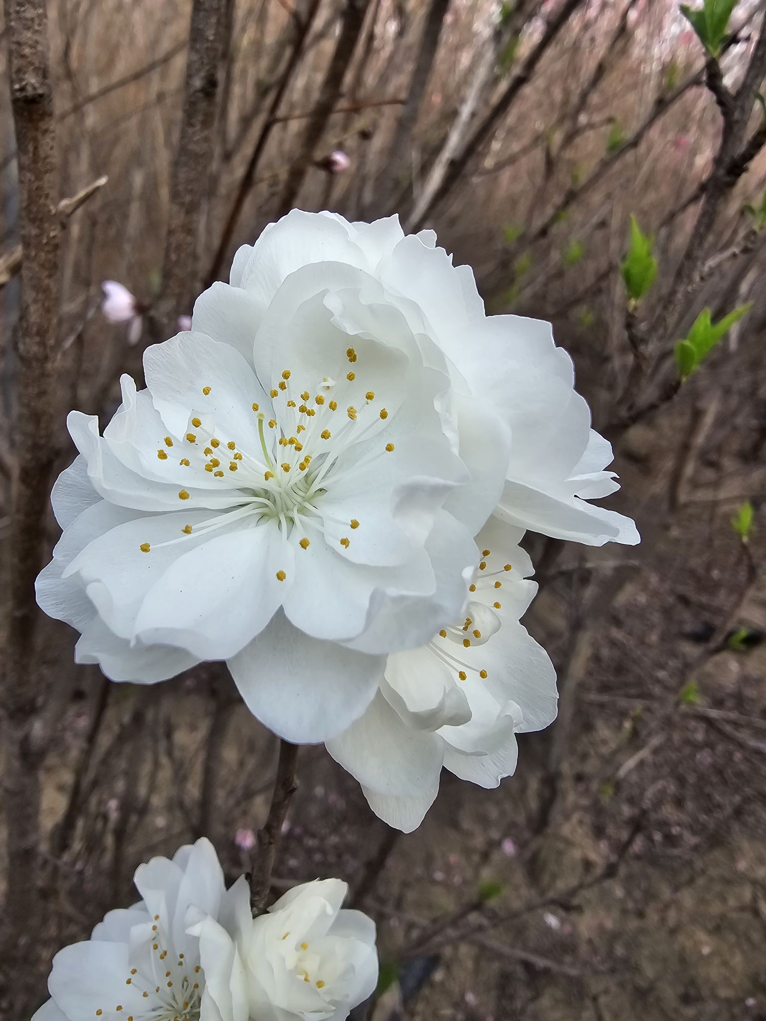 白桃花图片大全大图图片