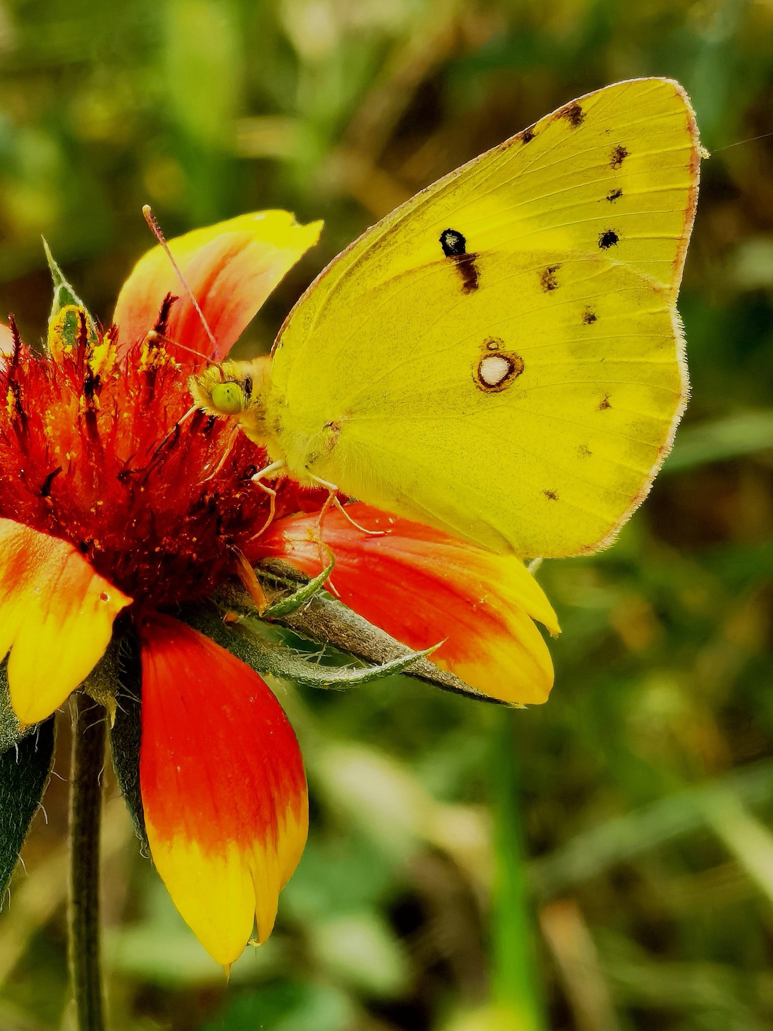 蝴蝶在花上授粉的特写镜头