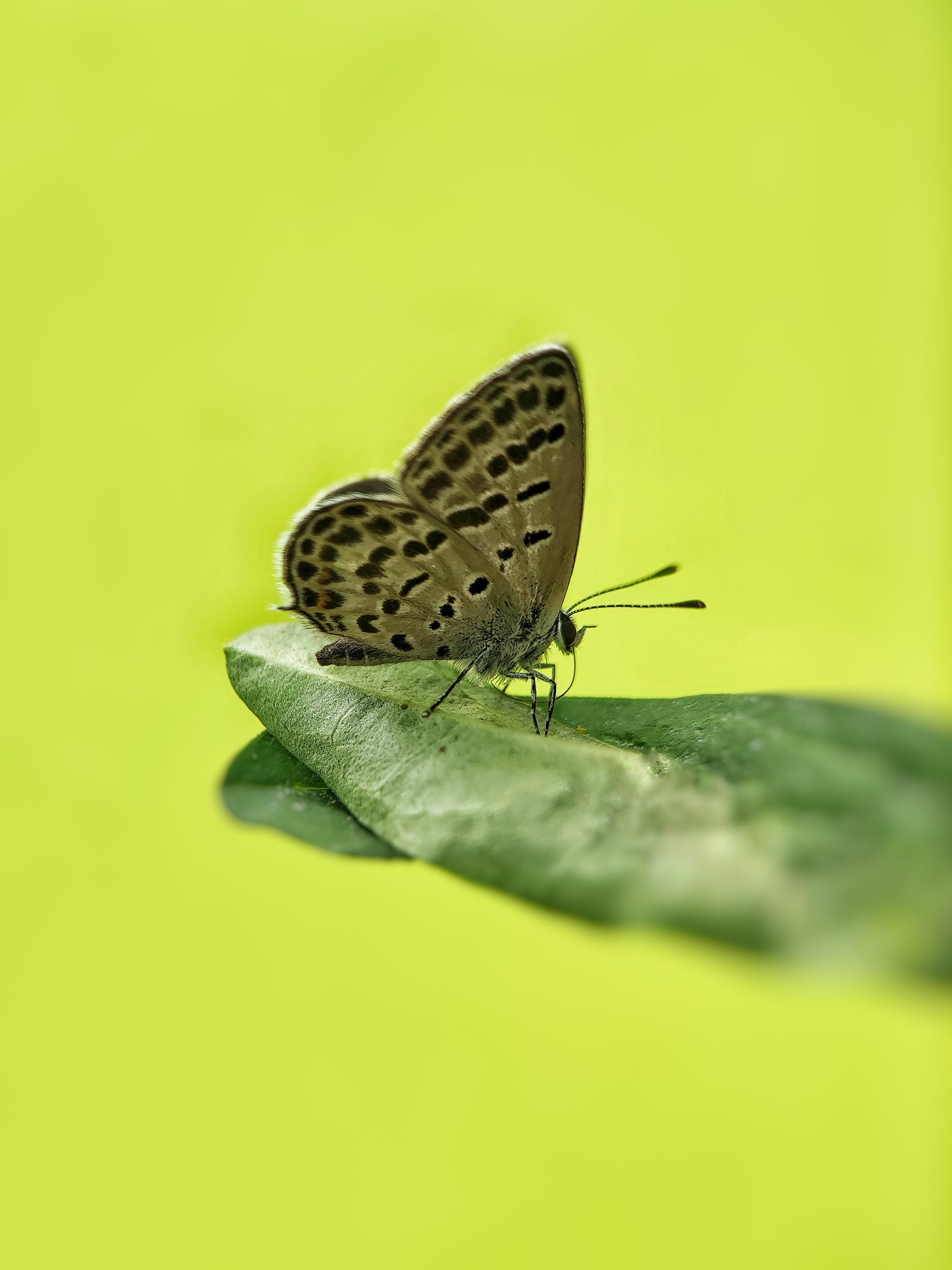 蝴蝶在叶子上的特写镜头