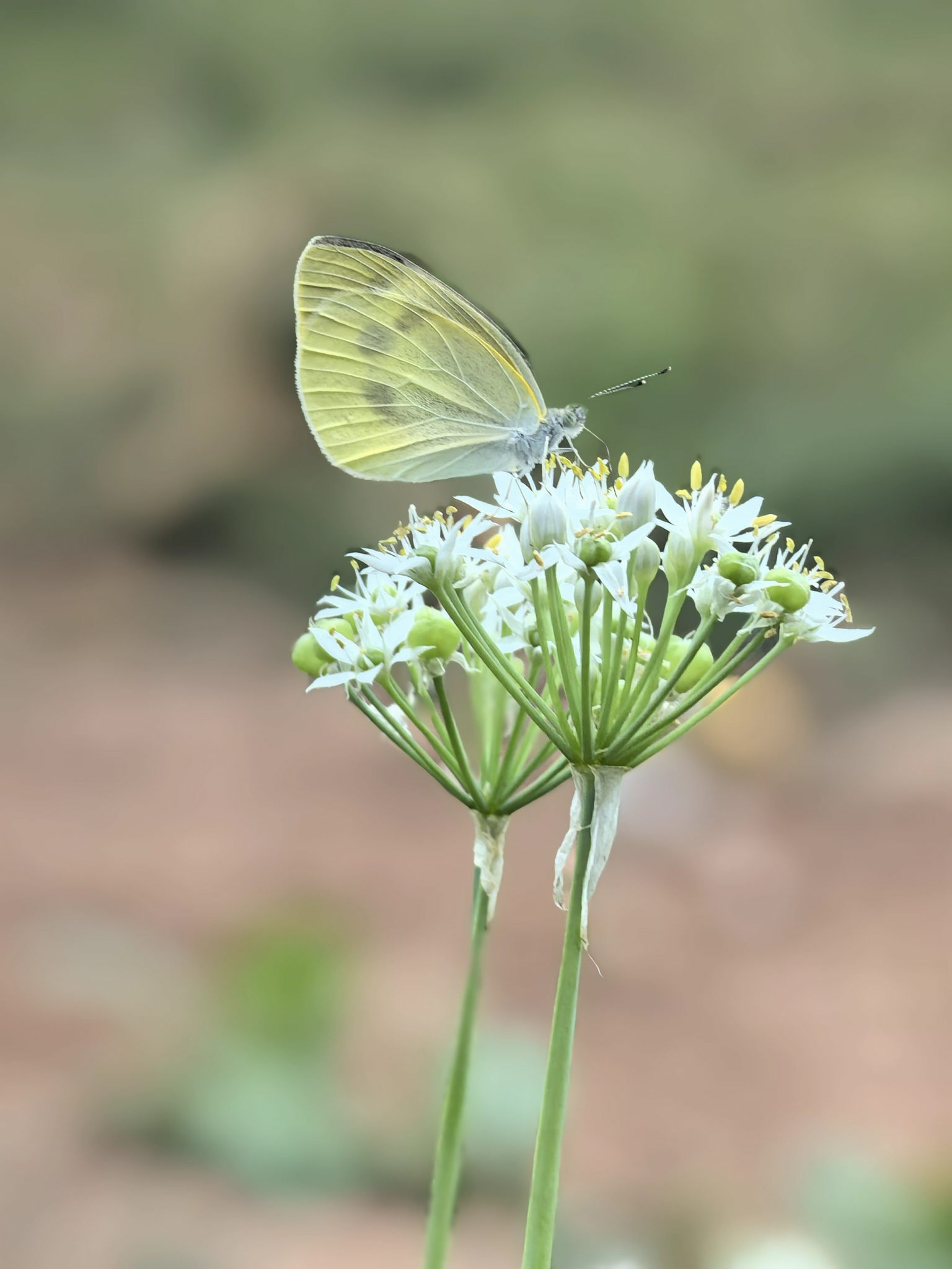 蝴蝶在花上授粉的特写镜头