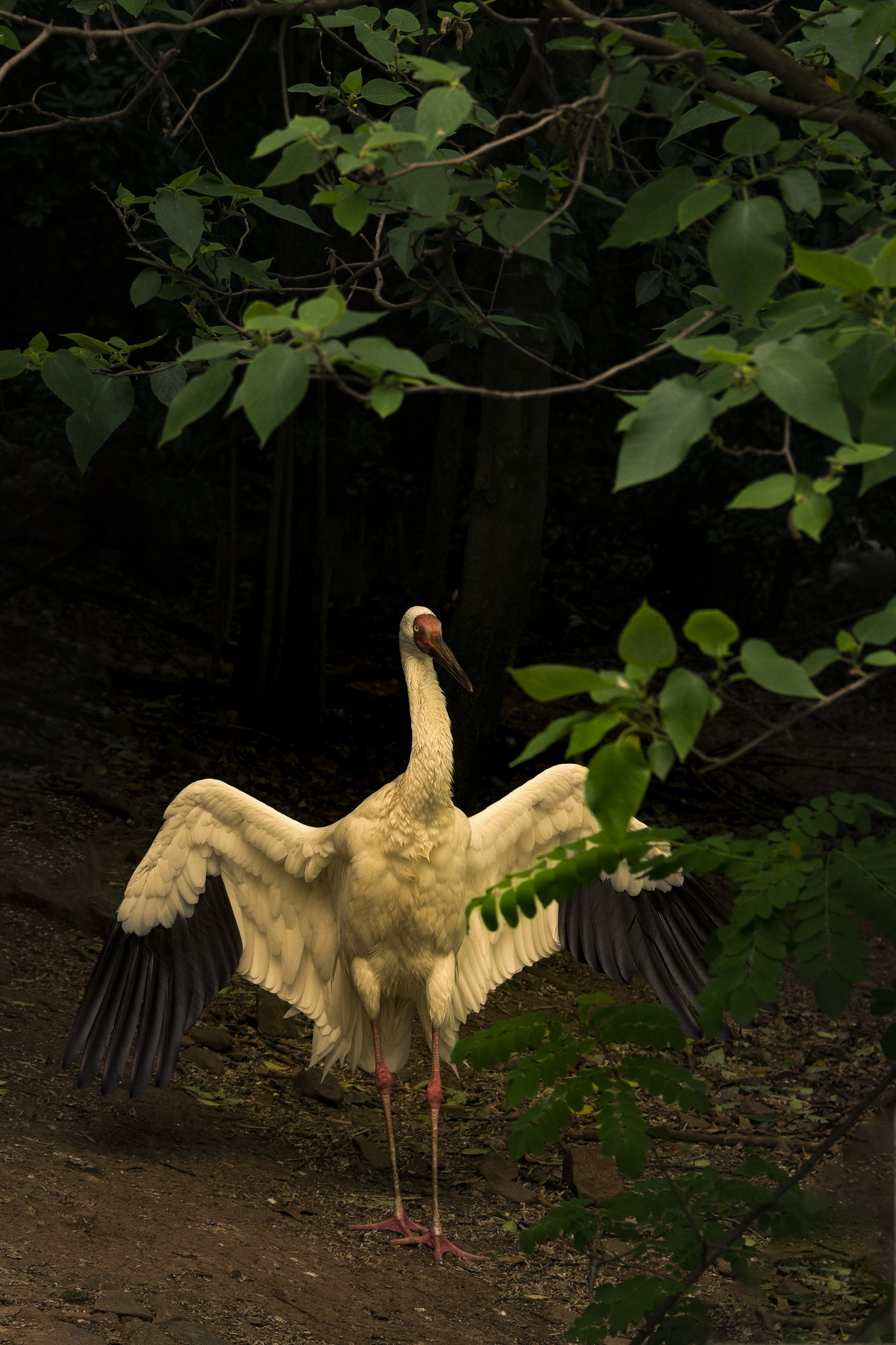 太极……白鹤亮翅