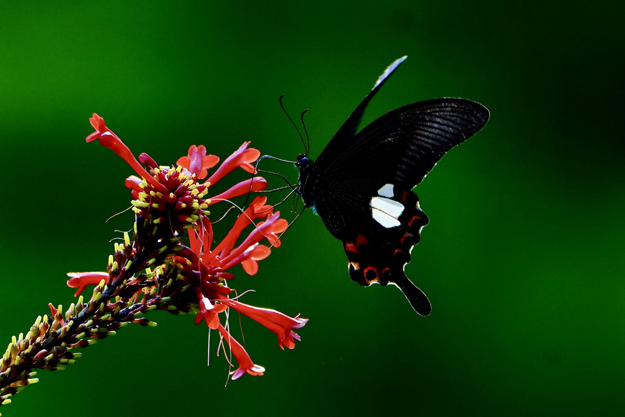 蝴蝶在花上授粉的特写镜头