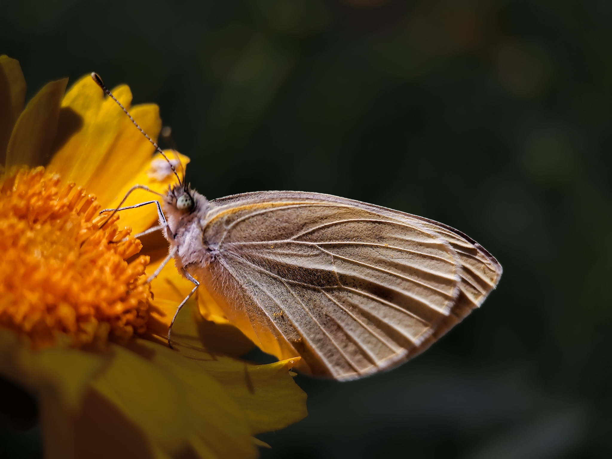 蝴蝶在黄花上授粉的特写镜头