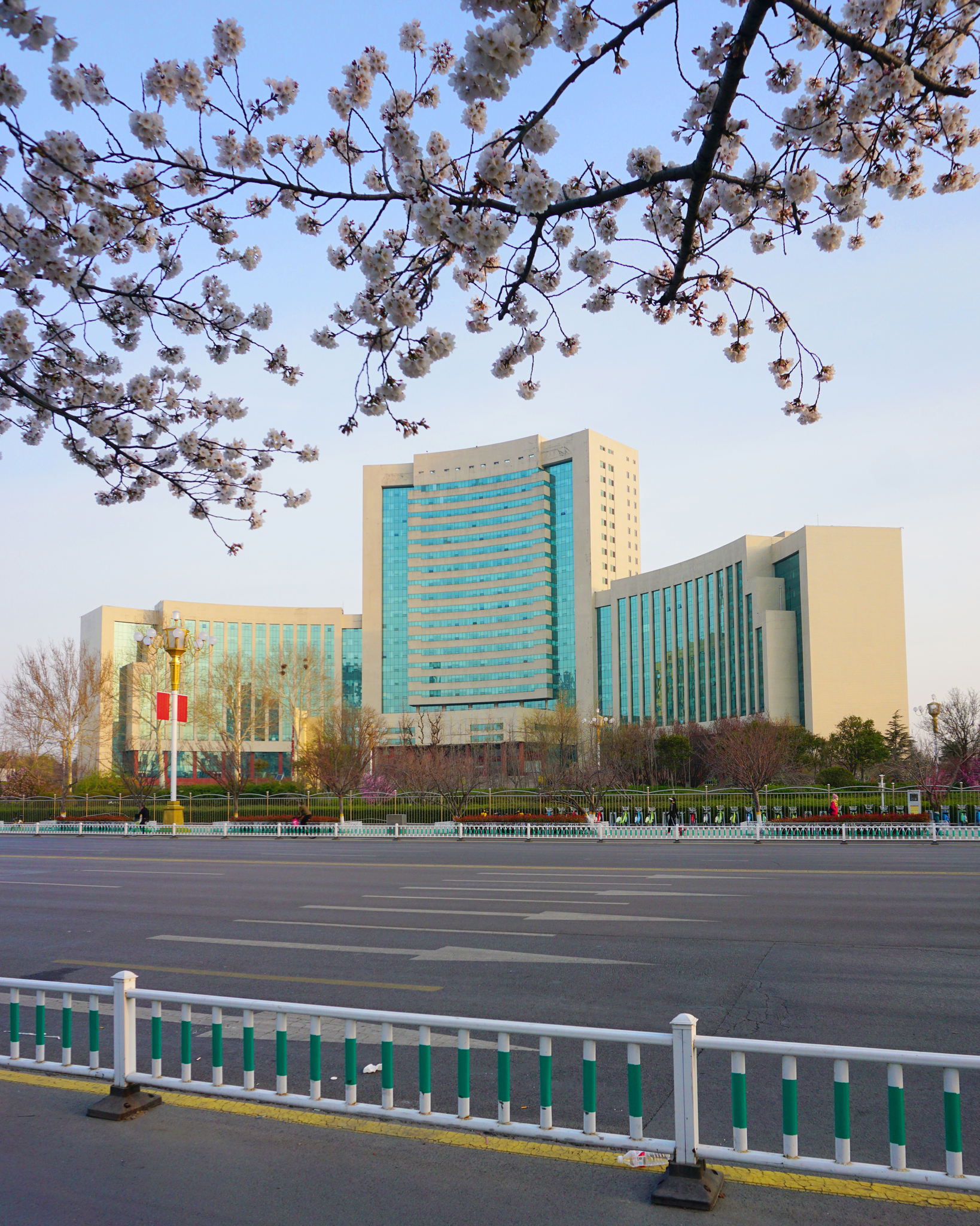 潍坊人民广场樱花树下晨光初景色美