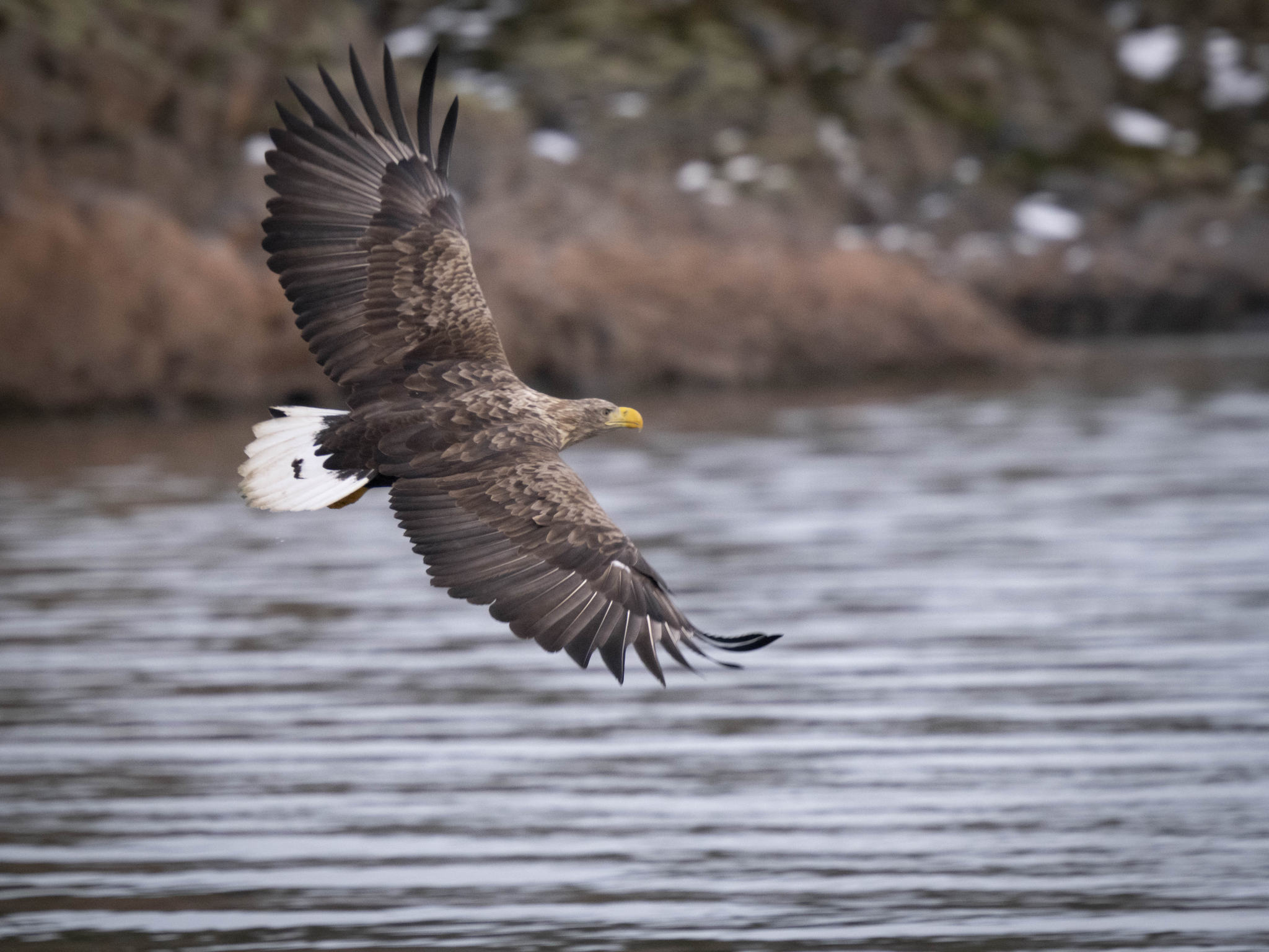 挪威罗弗敦海鹰