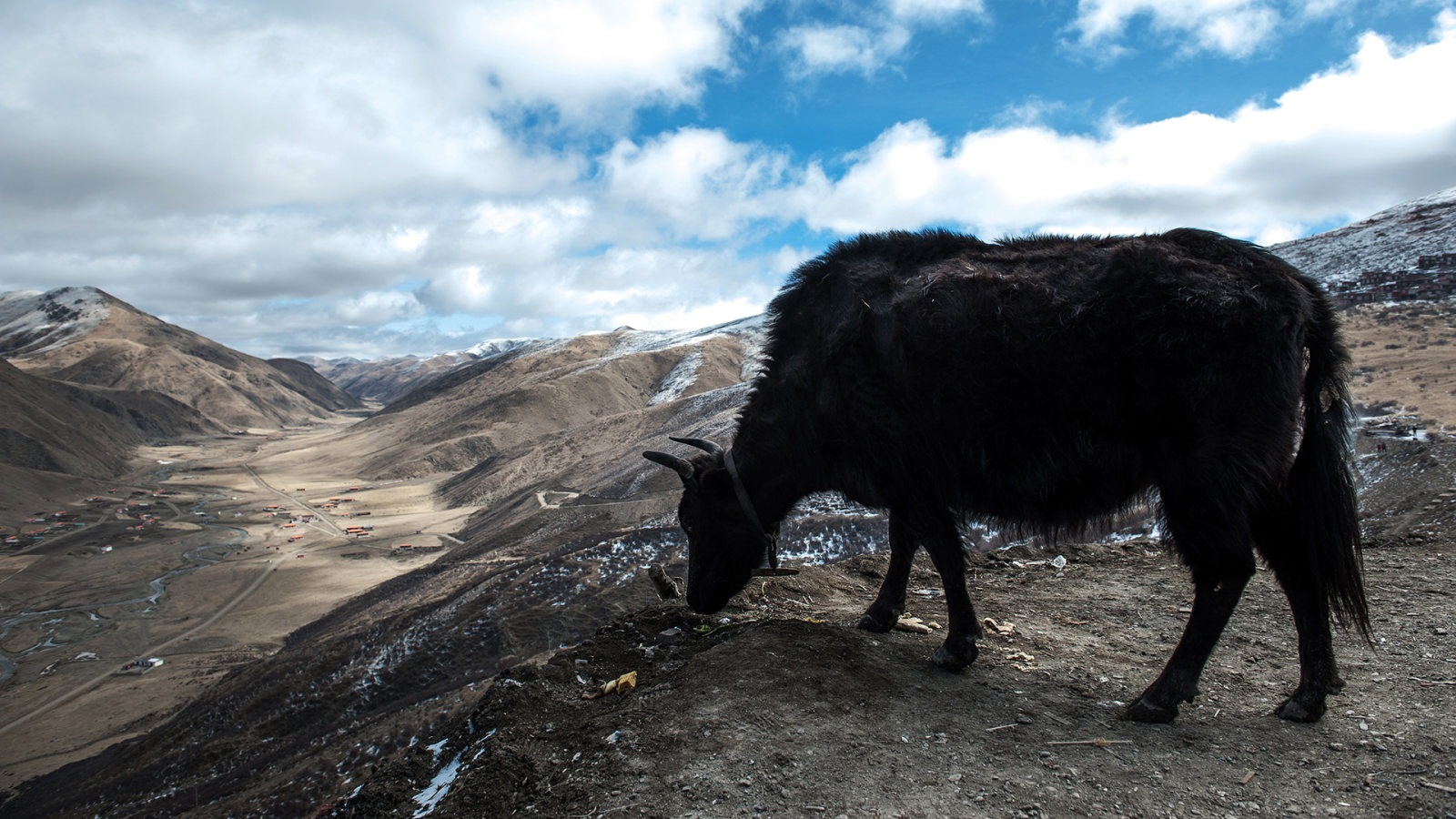 山顶觅食的牦牛摄影照片