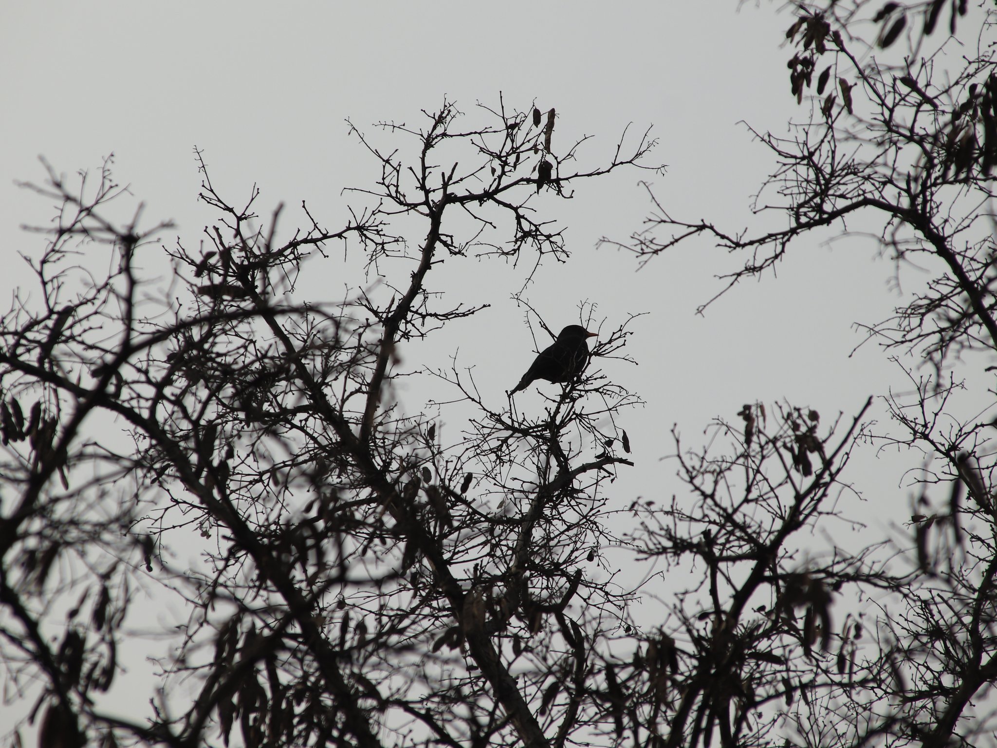 枯树上一只孤寂的小鸟