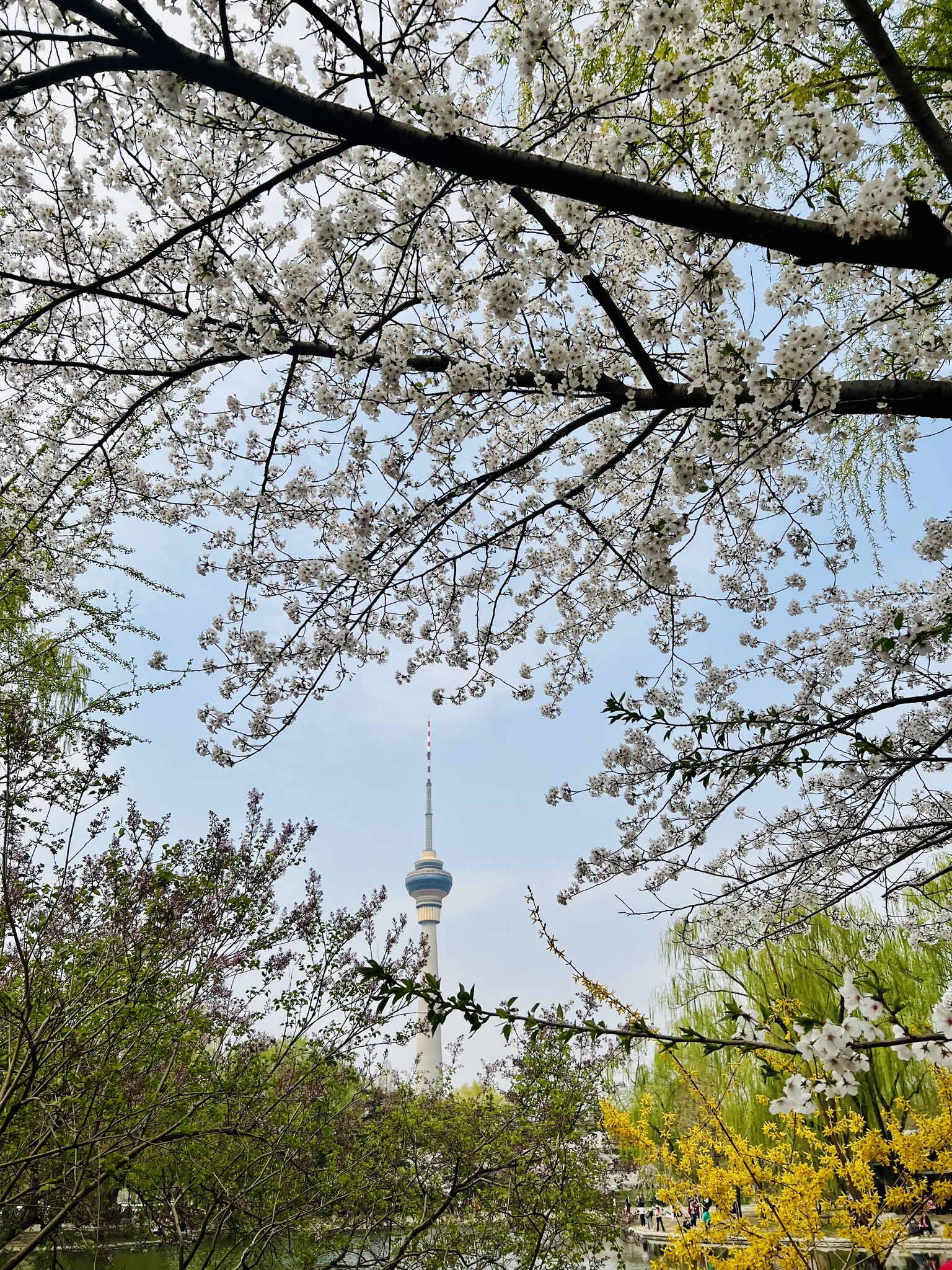 玉渊潭公园赏花图片