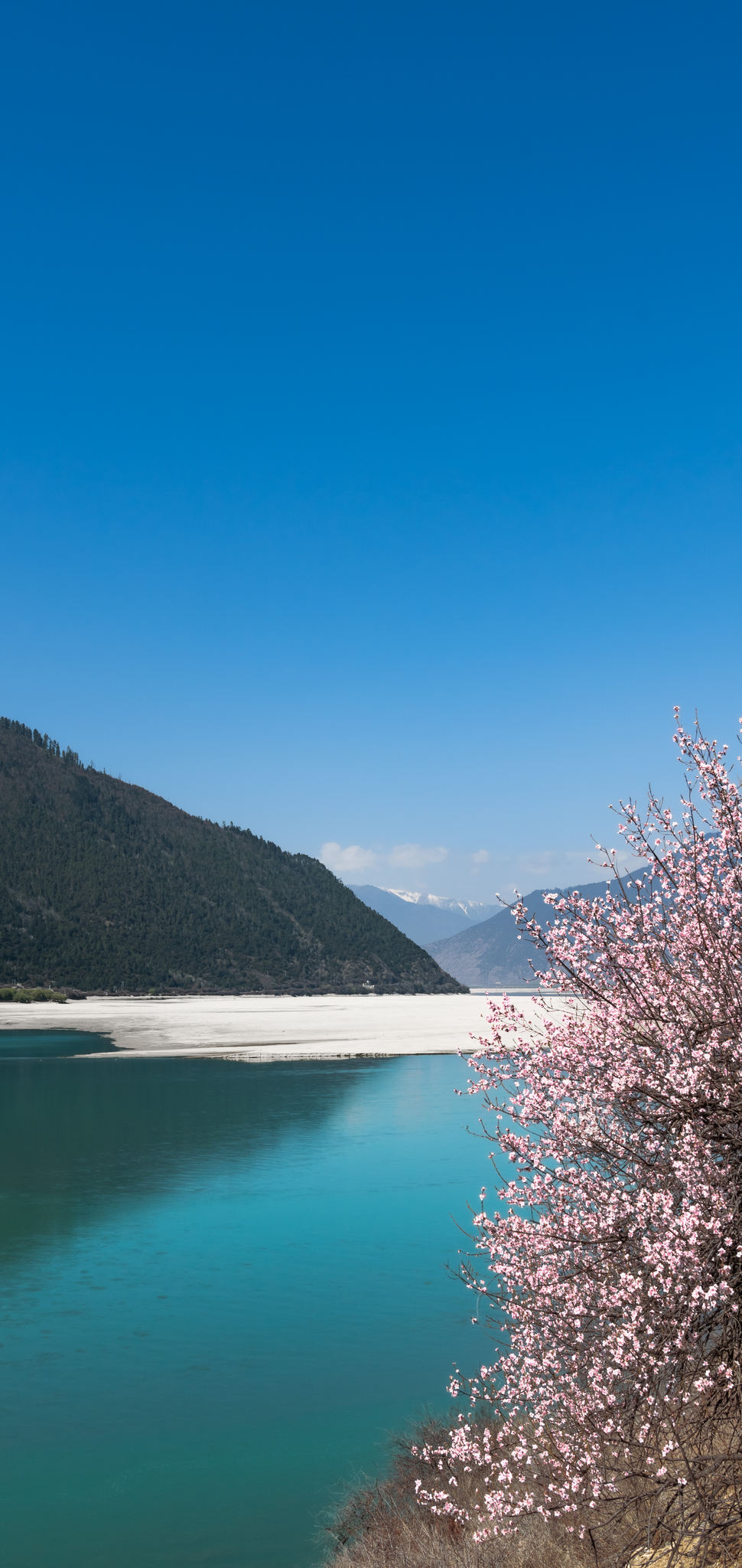 雅鲁藏布江沿岸桃花