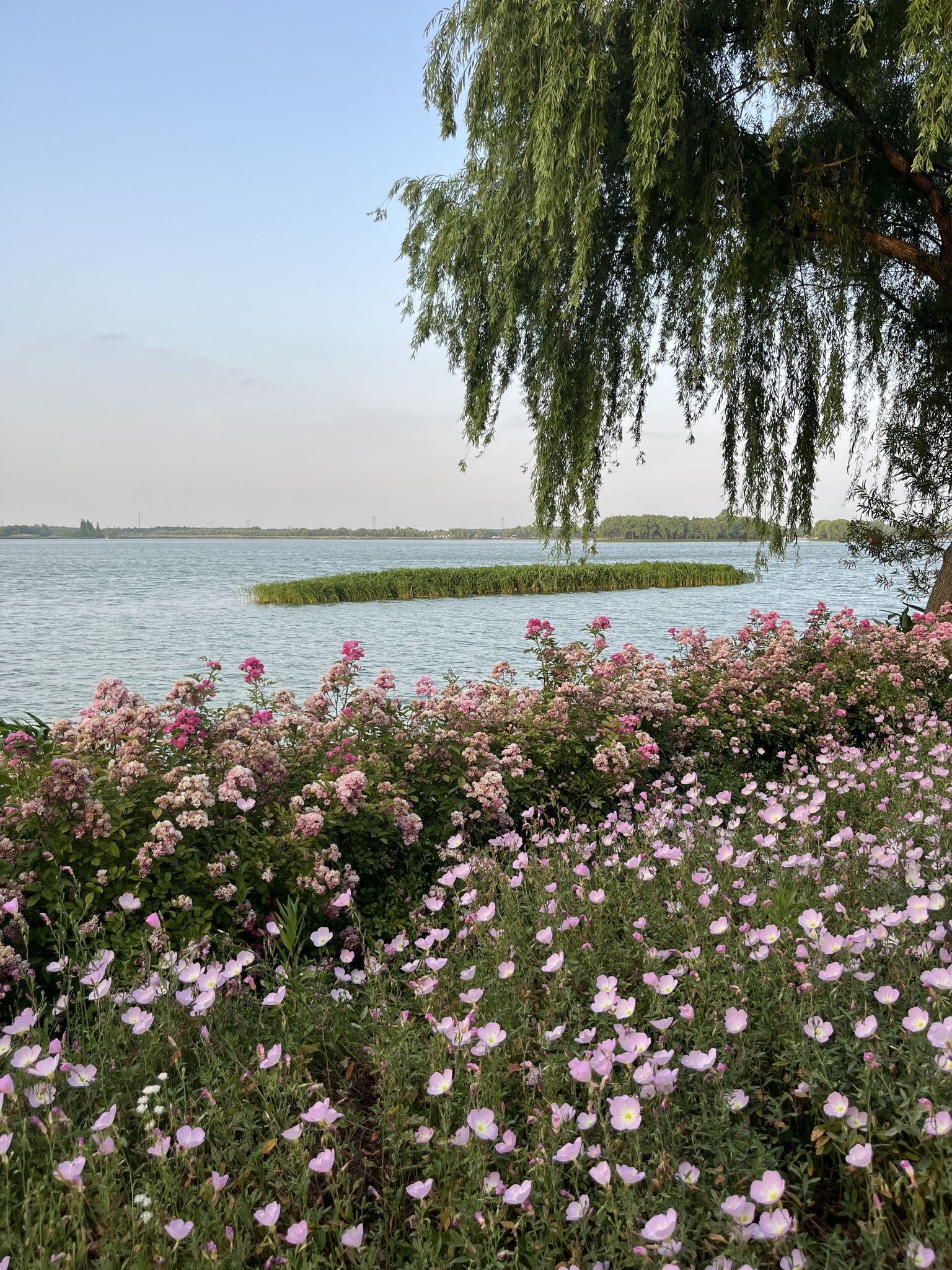 淀山湖旅游度假区图片