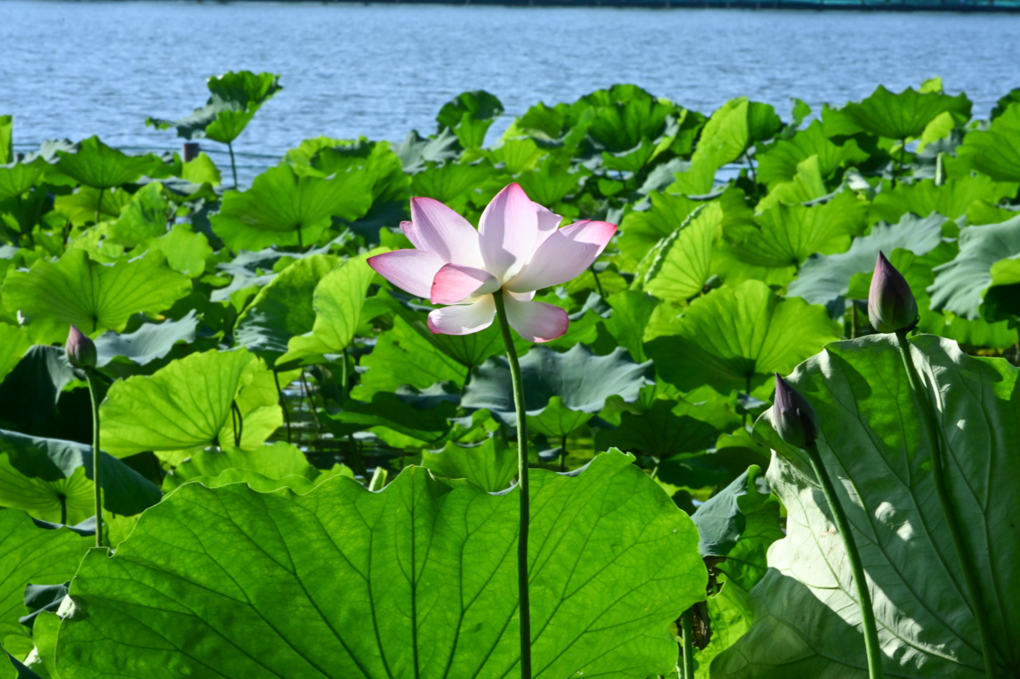 杭州西湖北山街初夏荷花美不胜收