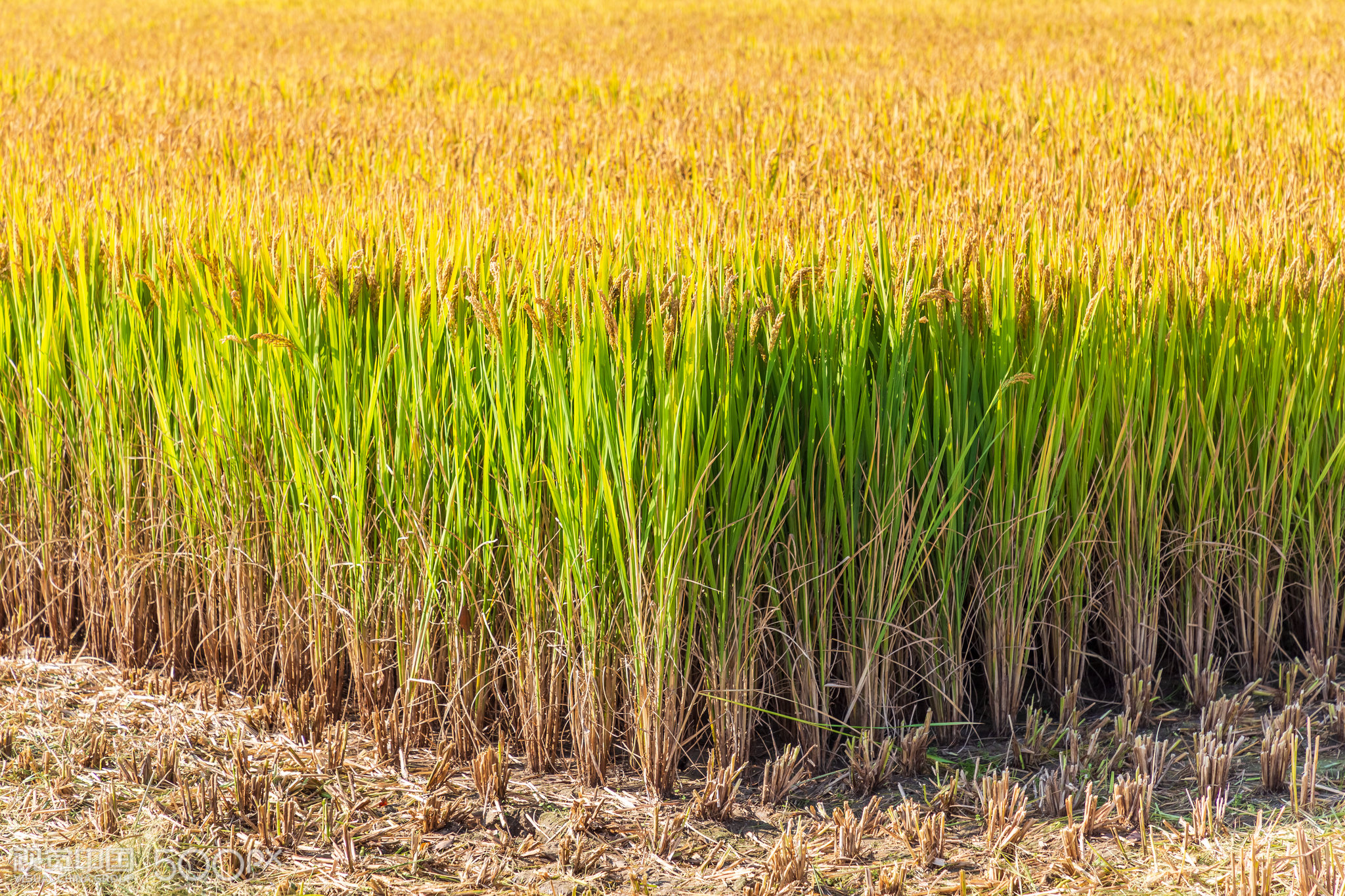 阳光下等待收割的水稻