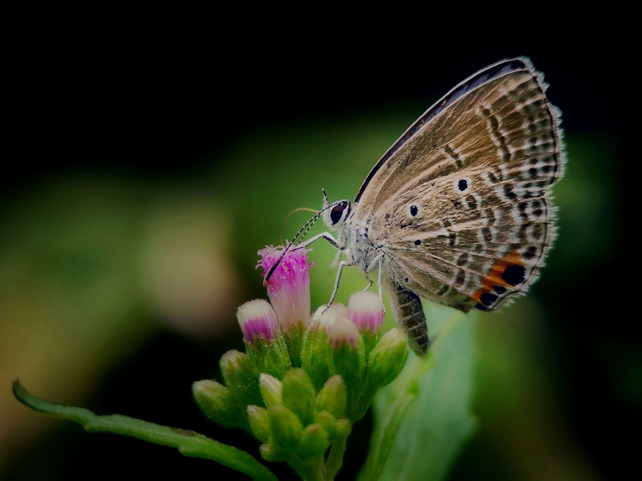 蝴蝶在花上授粉的特写镜头