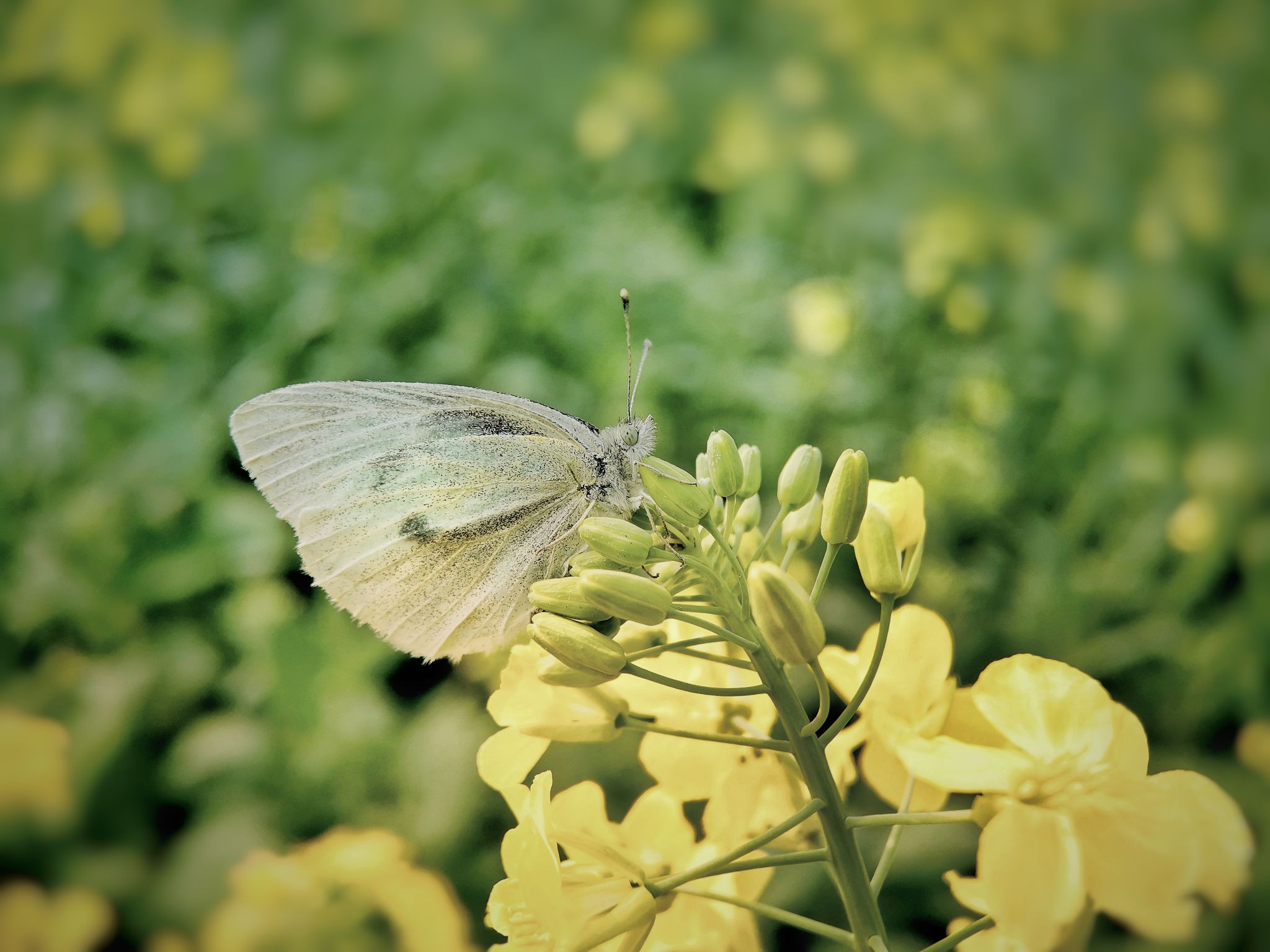 蝴蝶在花上授粉的特写