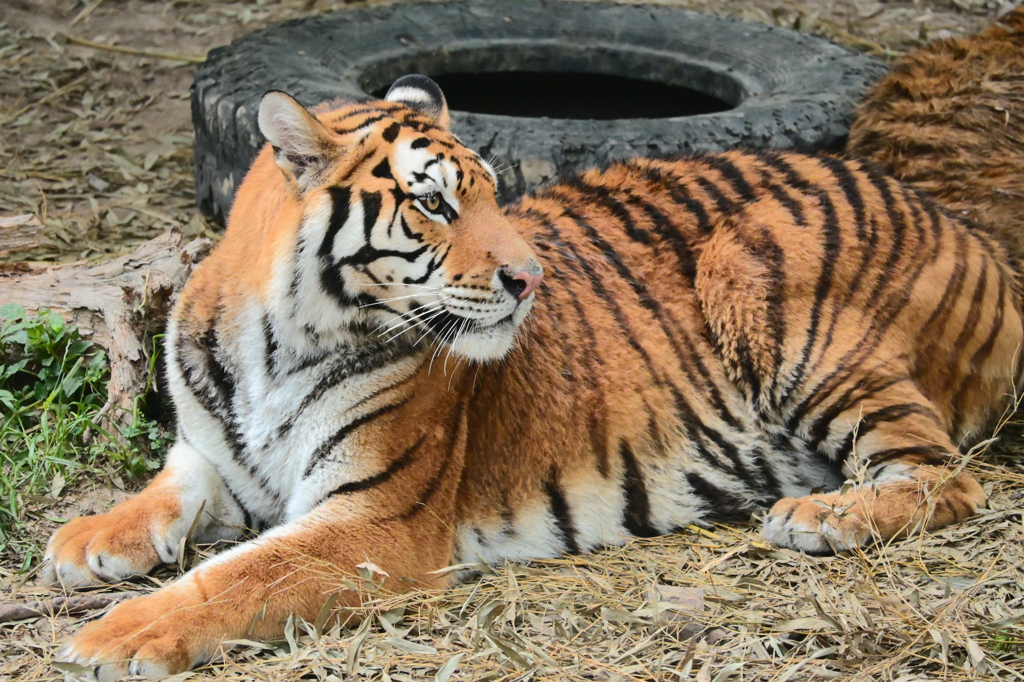 上海动物园一只帅气的东北虎